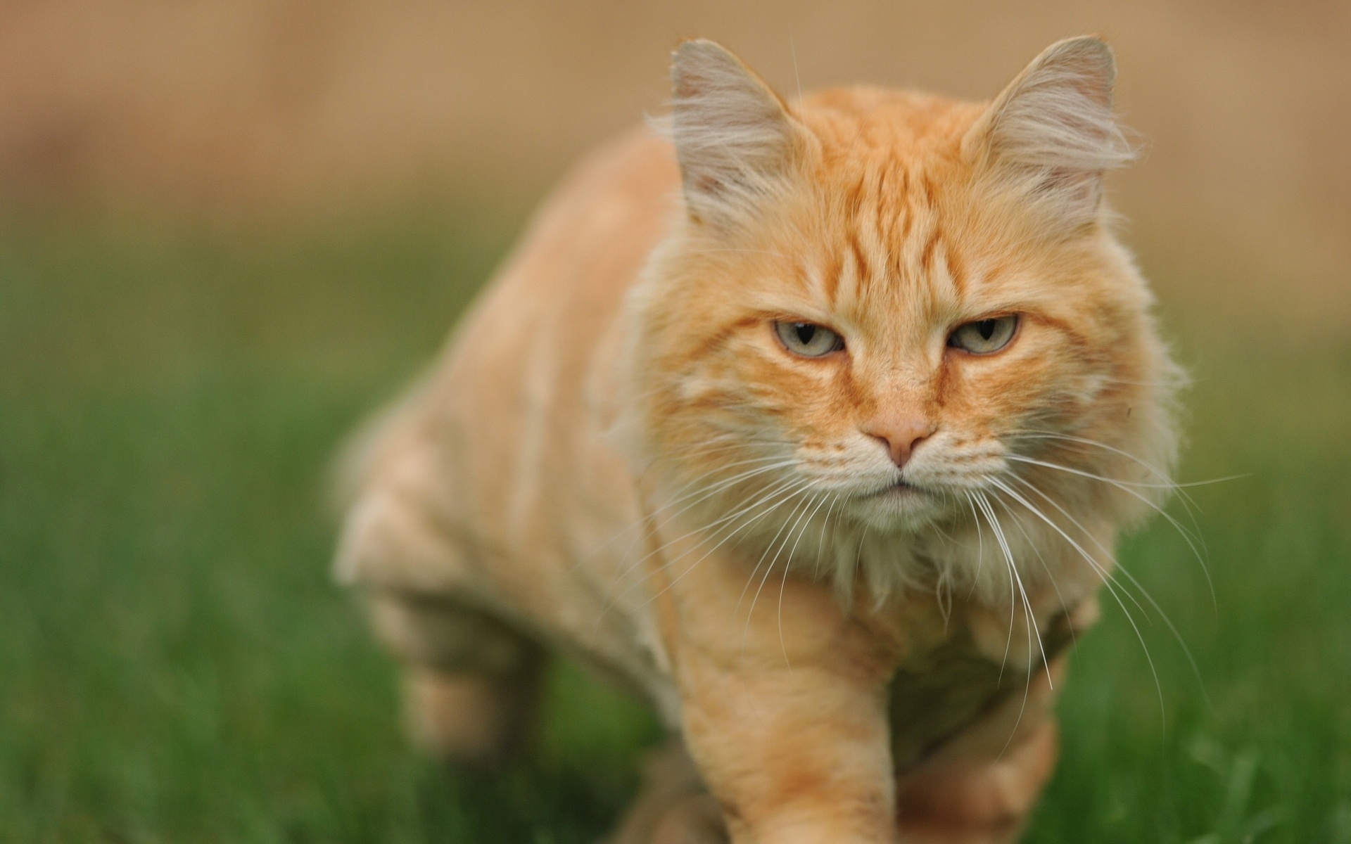 Handy-Wallpaper Tiere, Katzen, Katze kostenlos herunterladen.