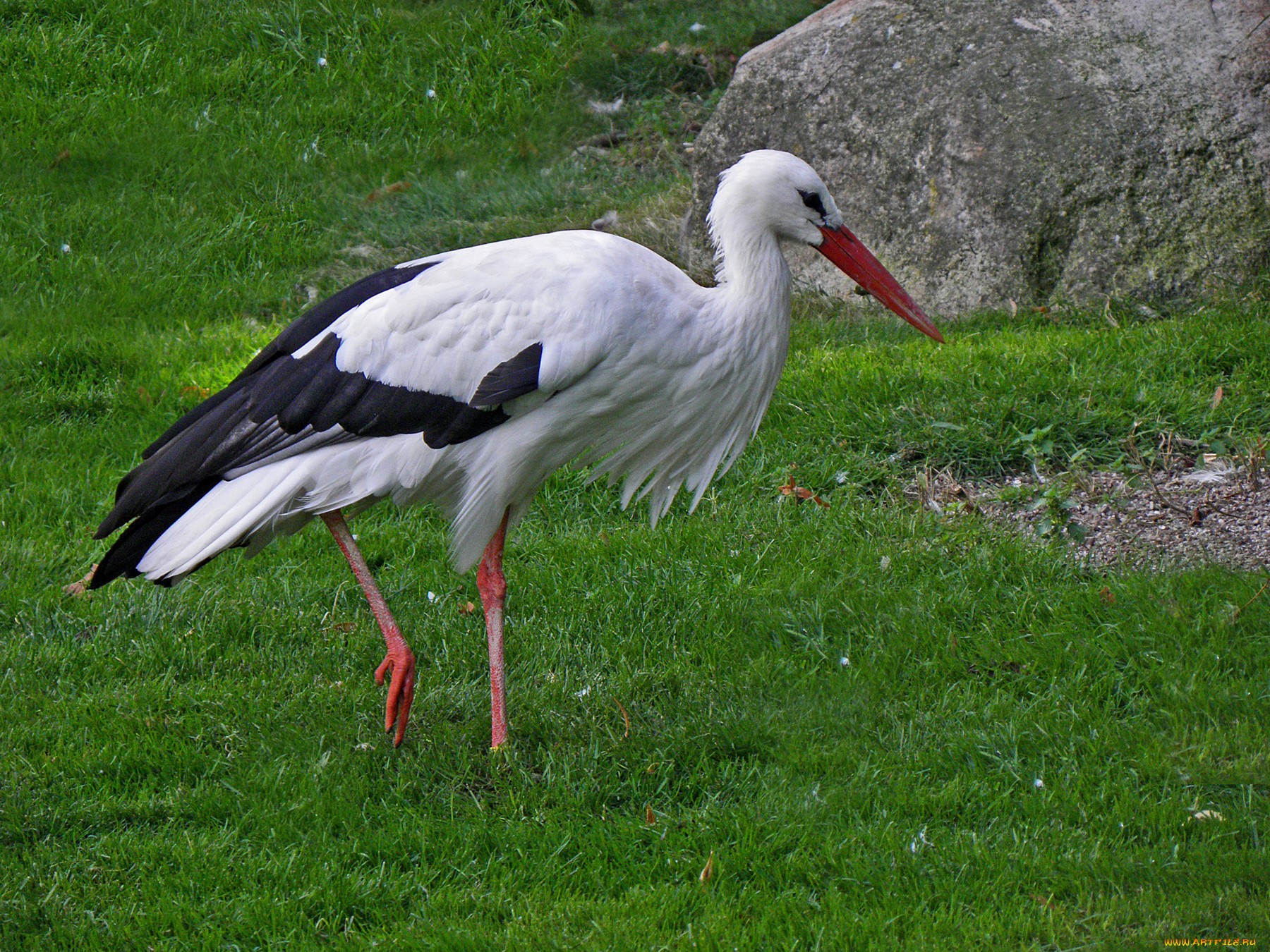 Free download wallpaper Birds, Animal, White Stork on your PC desktop