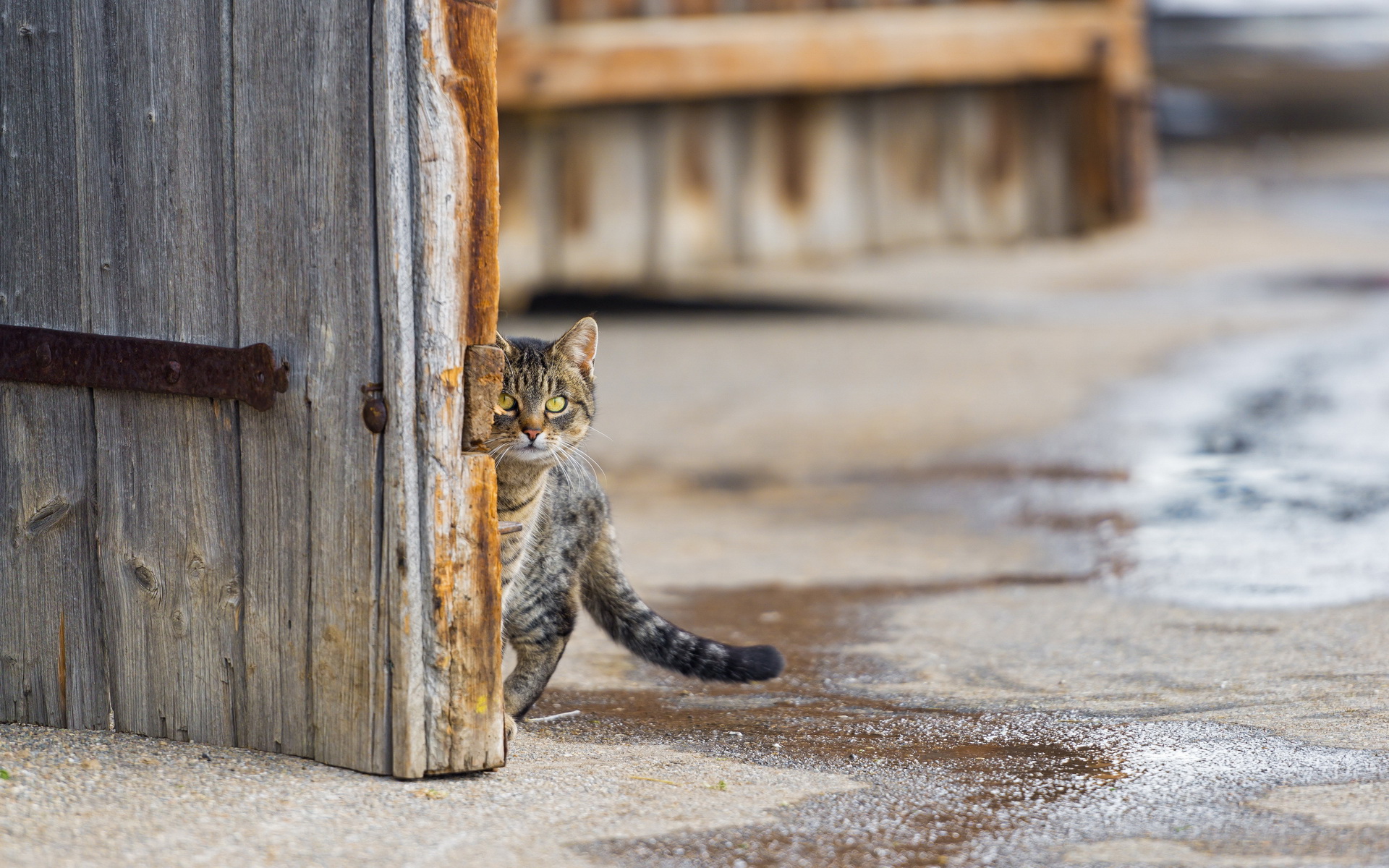 Baixar papel de parede para celular de Animais, Gatos, Gato gratuito.