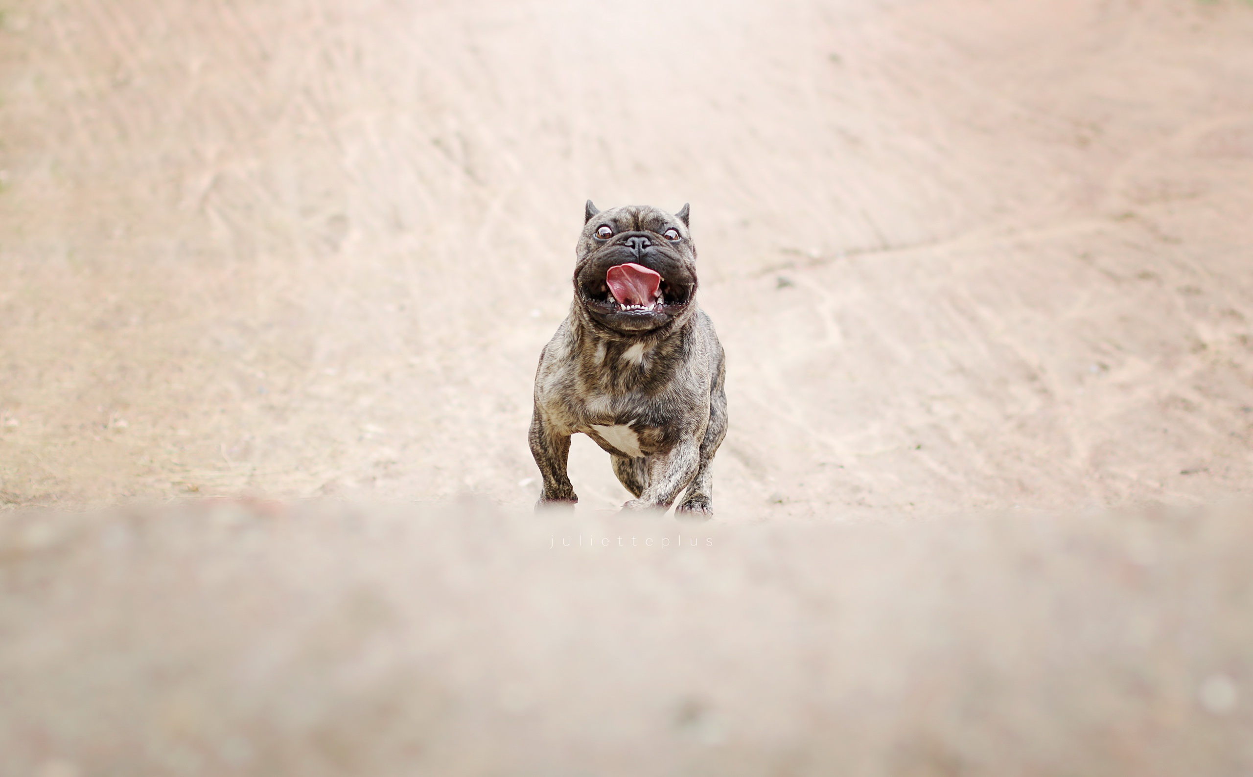 Download mobile wallpaper Dogs, Sand, Dog, Animal, French Bulldog for free.