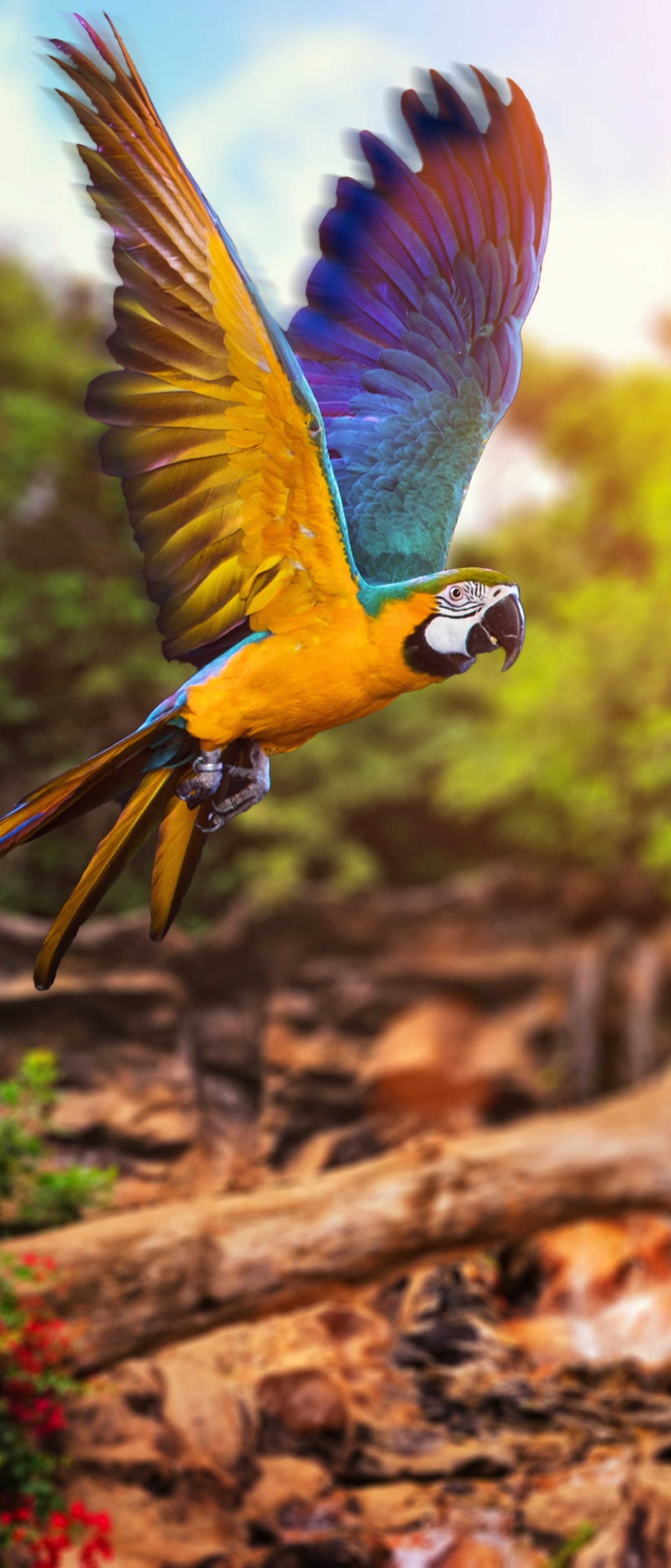 Скачати мобільні шпалери Птахи, Тварина, Ара, Папуга, Синьо Жовтий Ара безкоштовно.