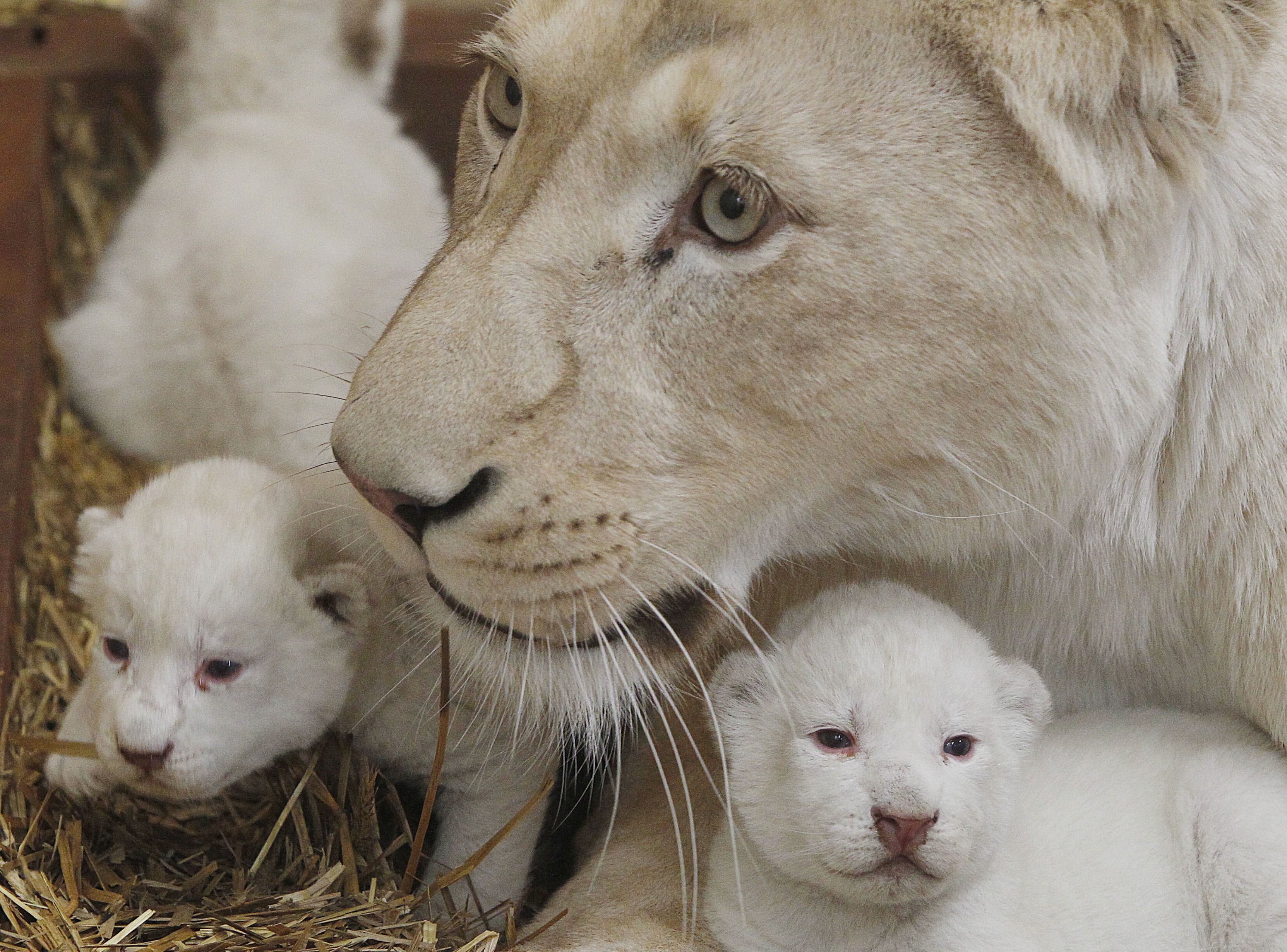 Téléchargez des papiers peints mobile Animaux, Chats, Lion gratuitement.