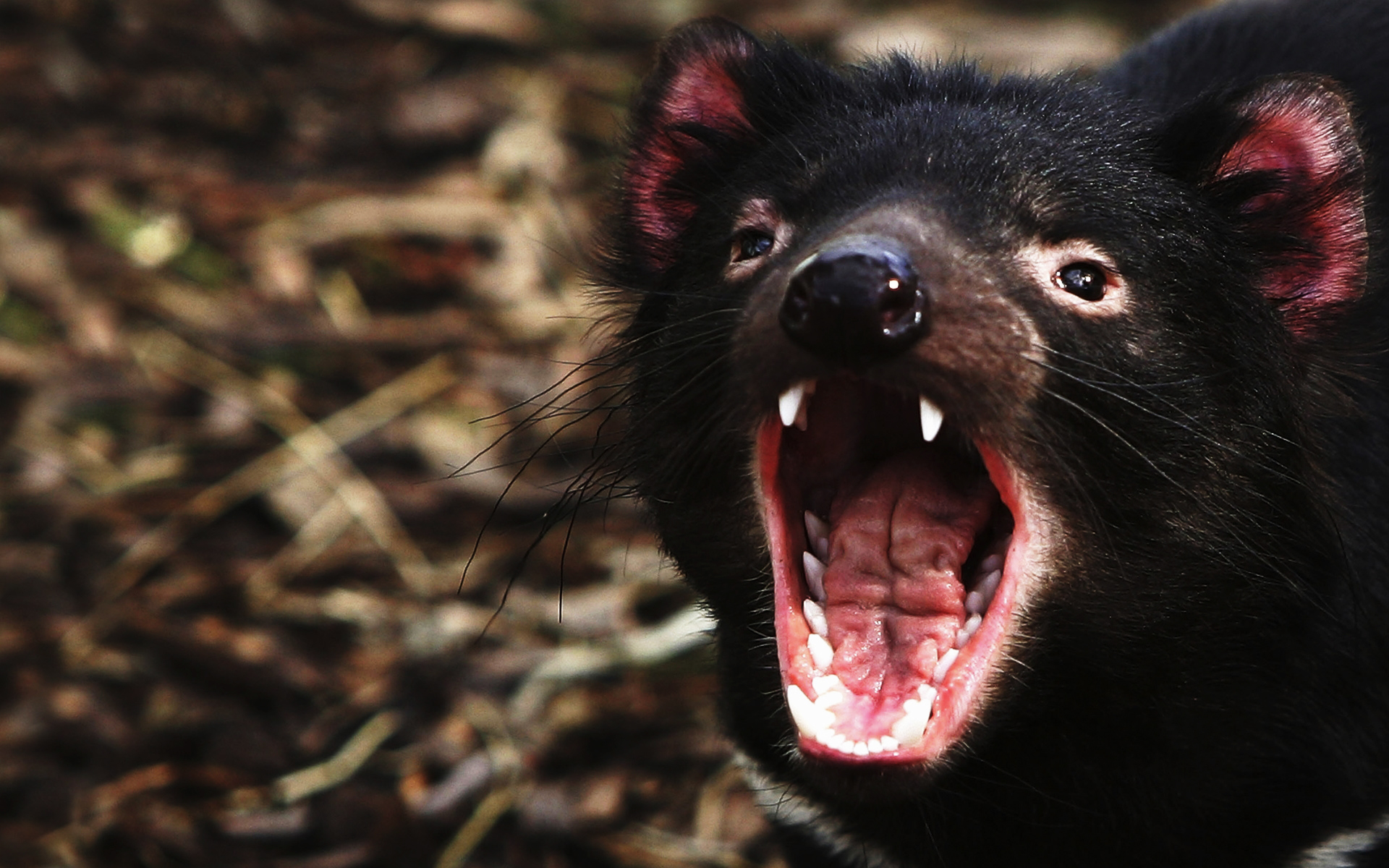 532943 Bild herunterladen tiere, tasmanischer teufel - Hintergrundbilder und Bildschirmschoner kostenlos