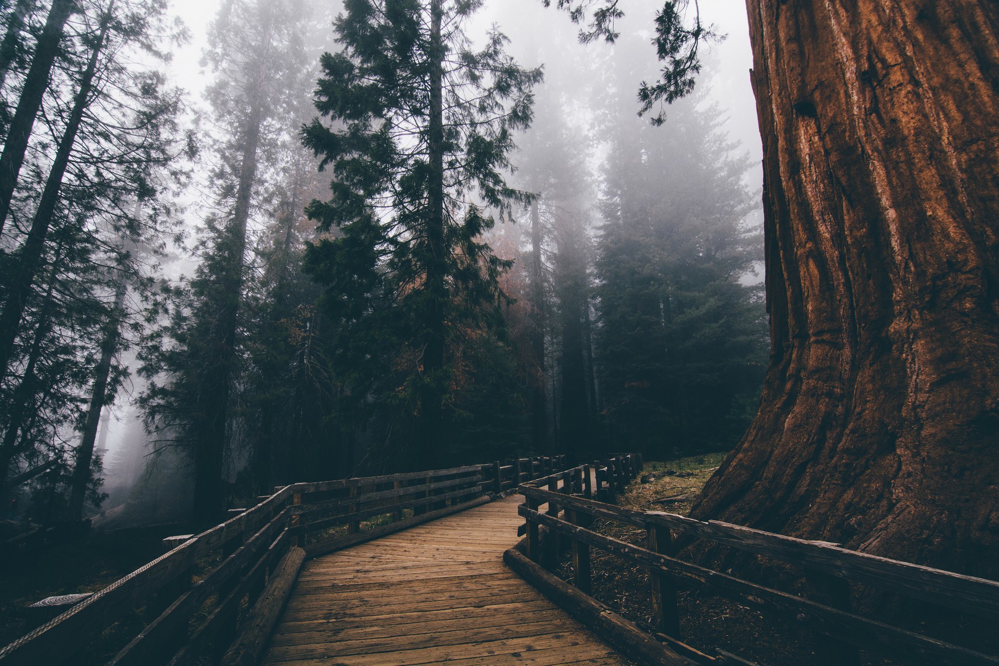 Скачати мобільні шпалери Ліс, Дерево, Туман, Шлях, Набережна, Створено Людиною безкоштовно.