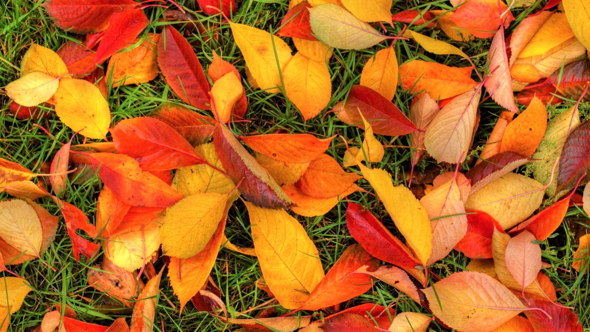 無料モバイル壁紙草, 秋, 葉, 地球, 色をダウンロードします。