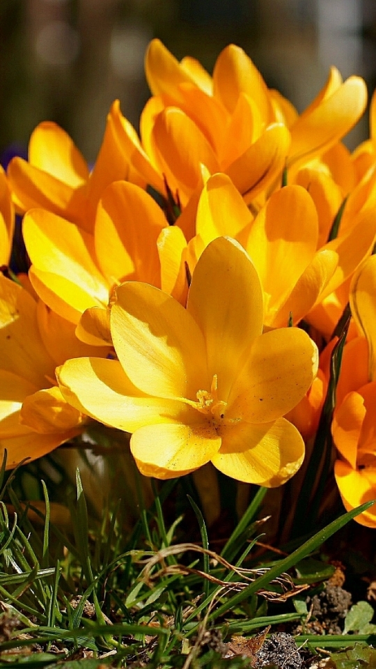Download mobile wallpaper Flowers, Flower, Earth, Crocus for free.