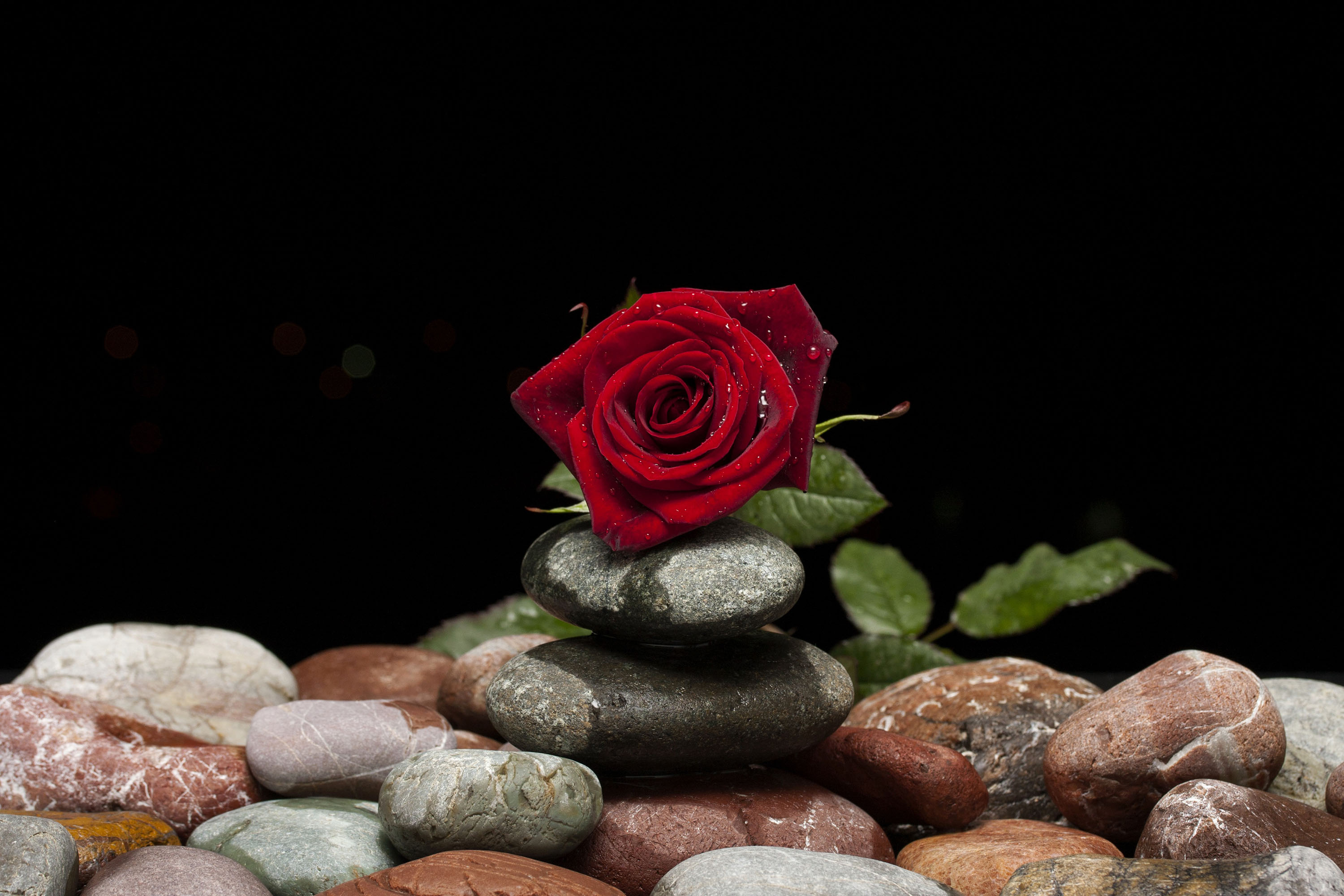 Descarga gratuita de fondo de pantalla para móvil de Flores, Rosa, Flor, Piedra, Flor Roja, Tierra/naturaleza.