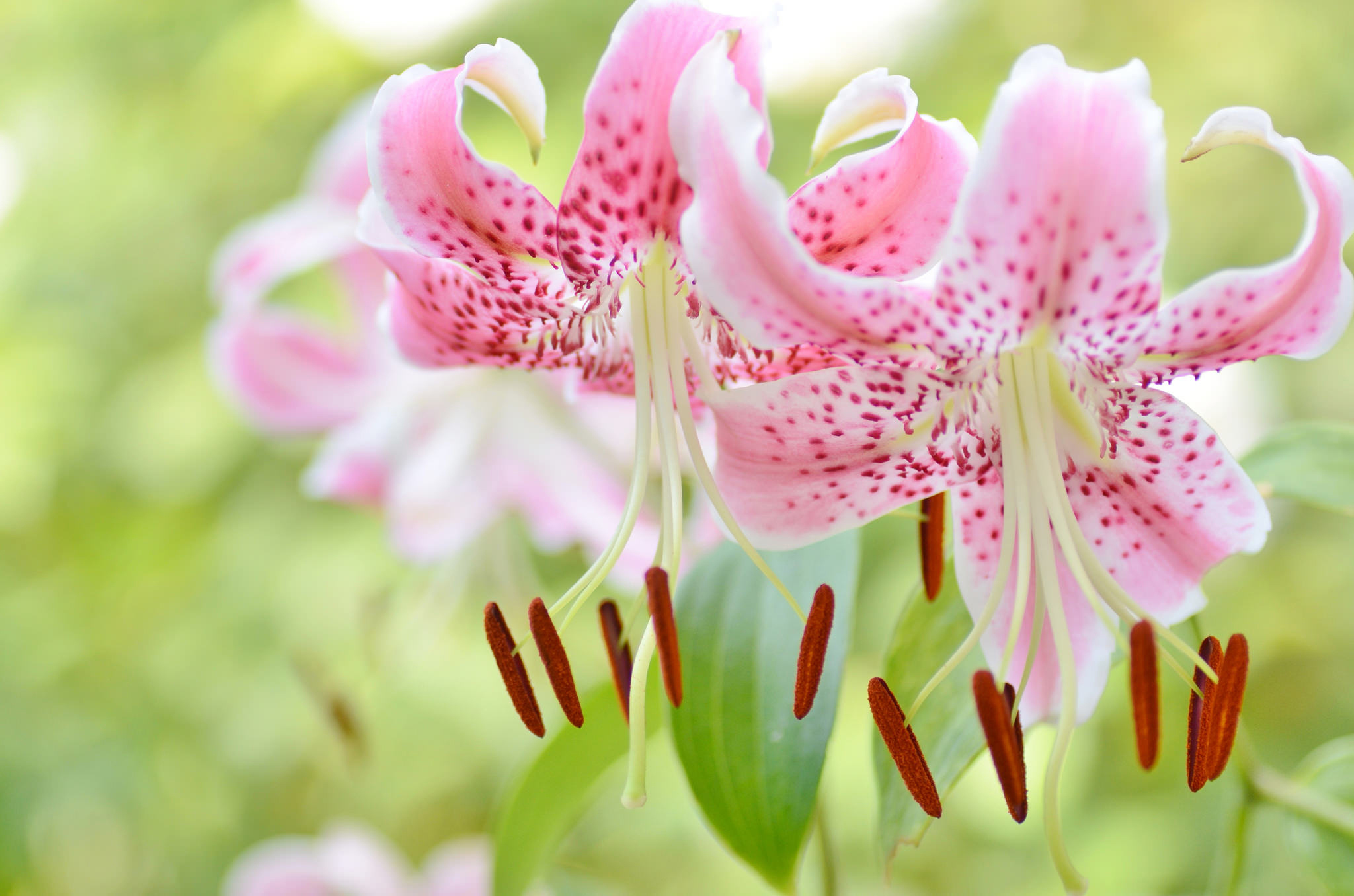 Free download wallpaper Flowers, Flower, Close Up, Earth, Lily, Pink Flower on your PC desktop