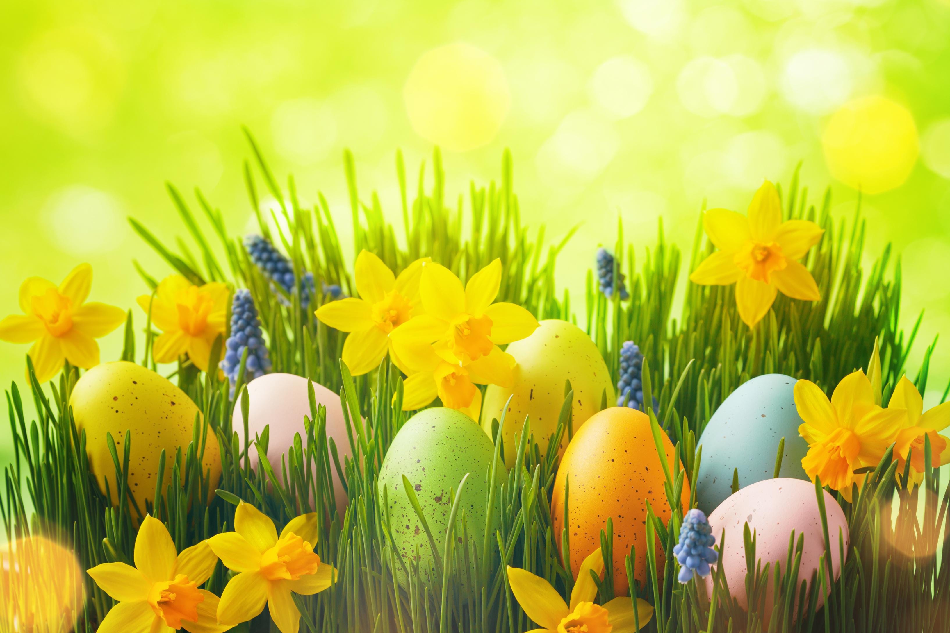 Laden Sie das Feiertage, Ostern, Narzissen, Osterei-Bild kostenlos auf Ihren PC-Desktop herunter