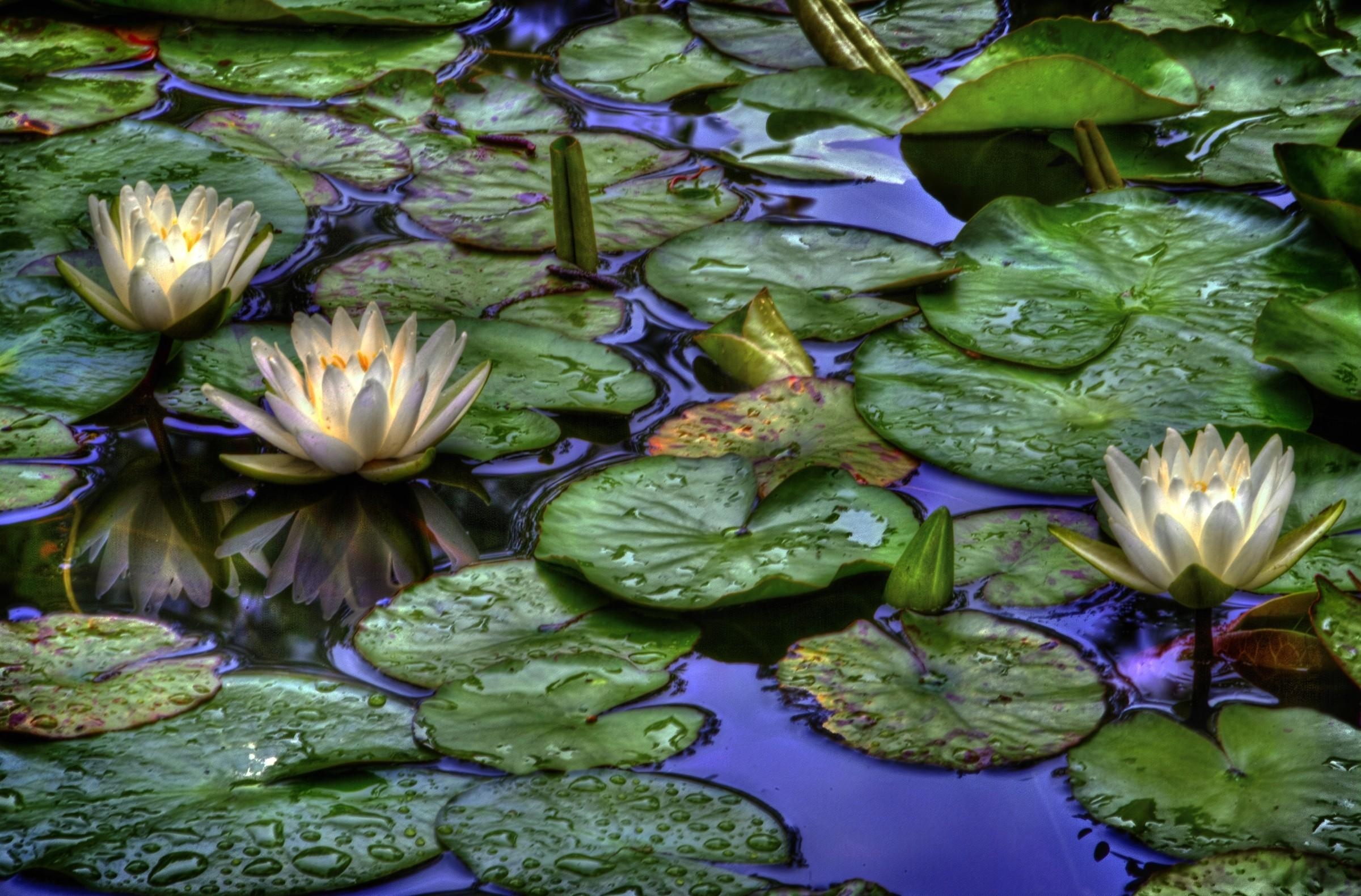 leaves, flowers, water, drops, water lilies, reflection