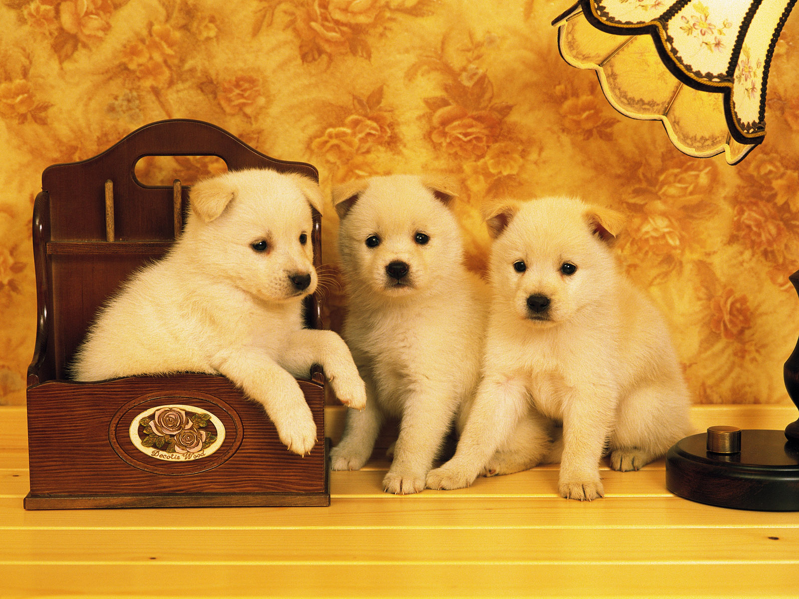 Free download wallpaper Dog, Animal on your PC desktop