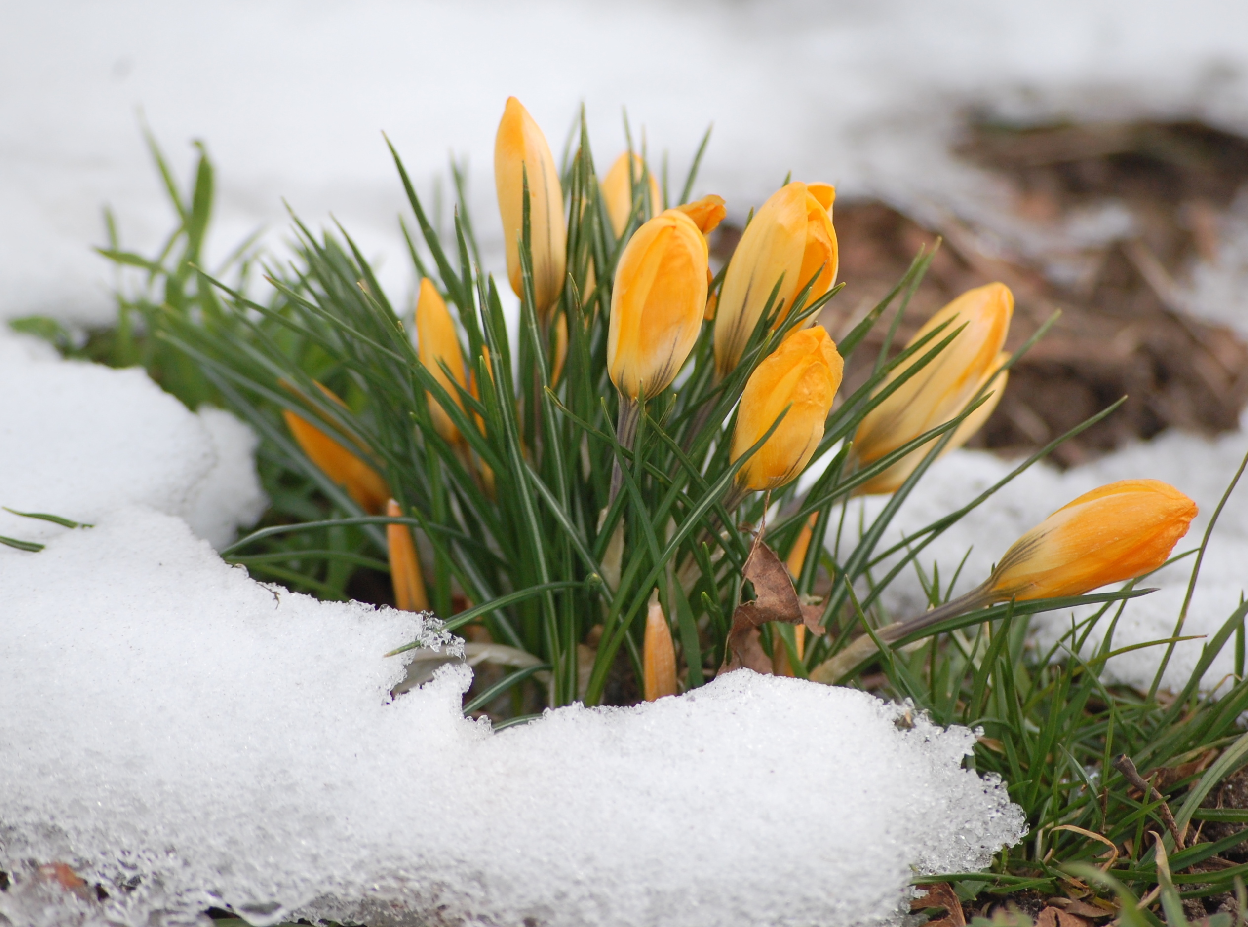 Скачать картинку Снег, Цветы, Растения в телефон бесплатно.