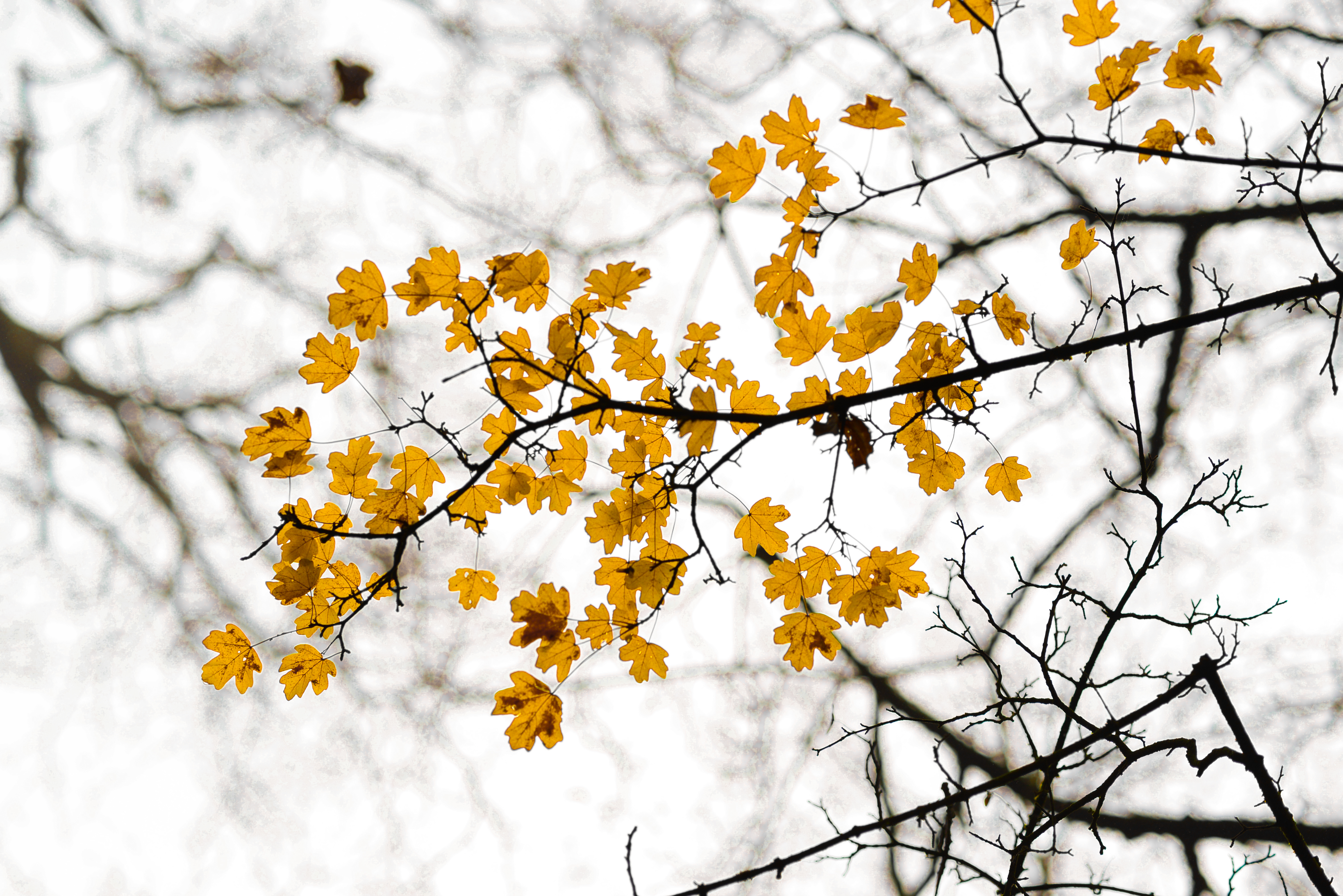 Скачать картинку Пасмурно, Природа, Ветка, Листья, Осень в телефон бесплатно.