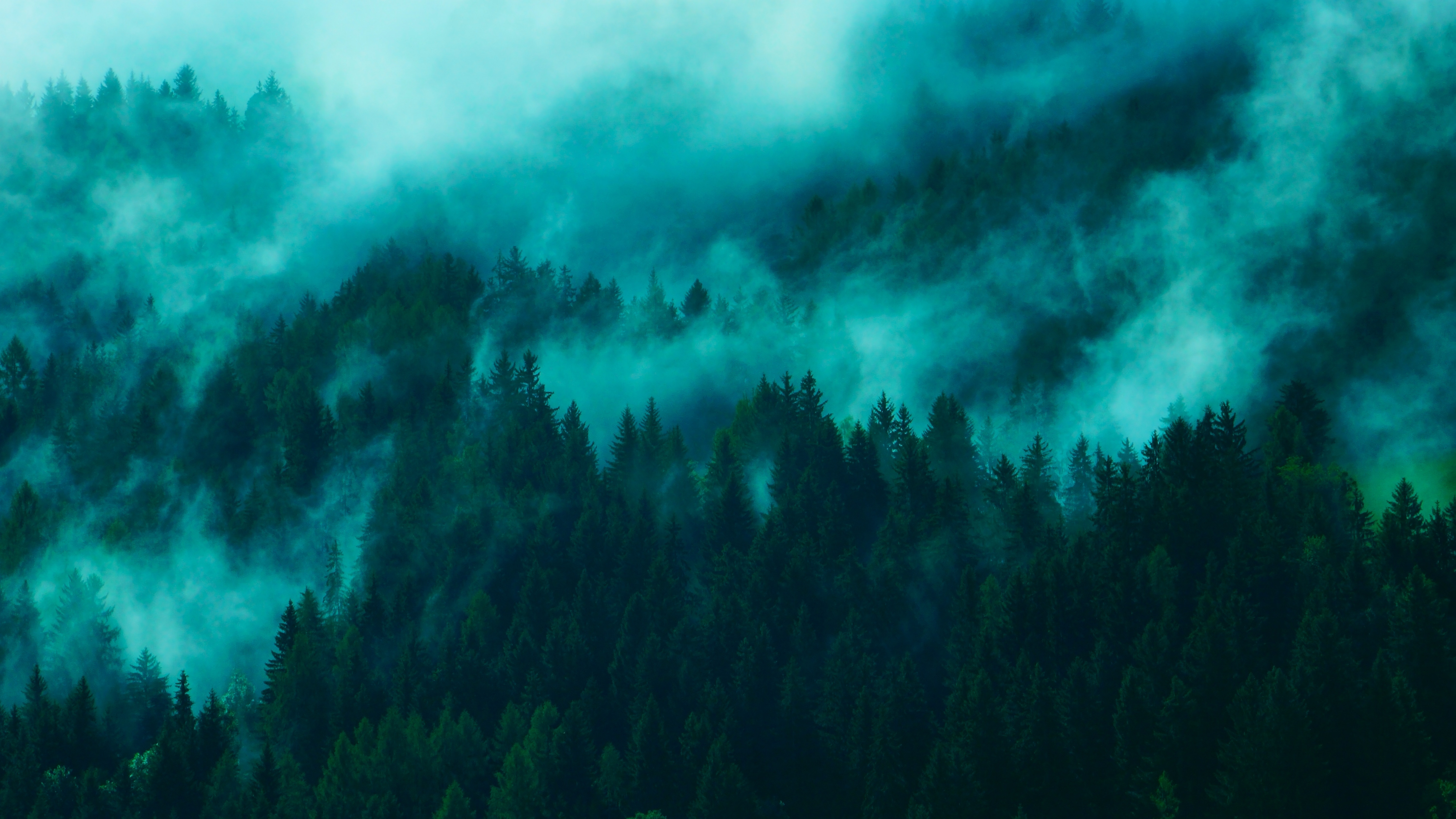 Free download wallpaper Trees, Top, Tops, Nature, Fog, Forest on your PC desktop