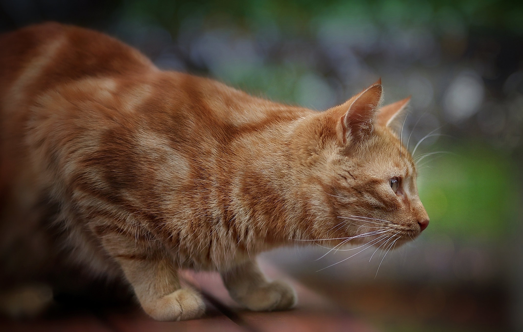 Handy-Wallpaper Tiere, Katzen, Katze kostenlos herunterladen.