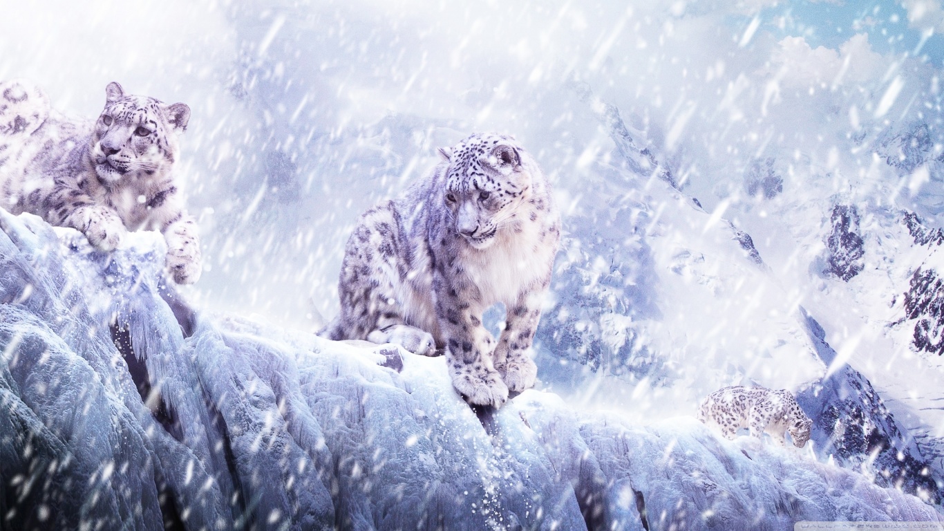 PCデスクトップに動物, 冬, ユキヒョウ, 雪, 猫画像を無料でダウンロード