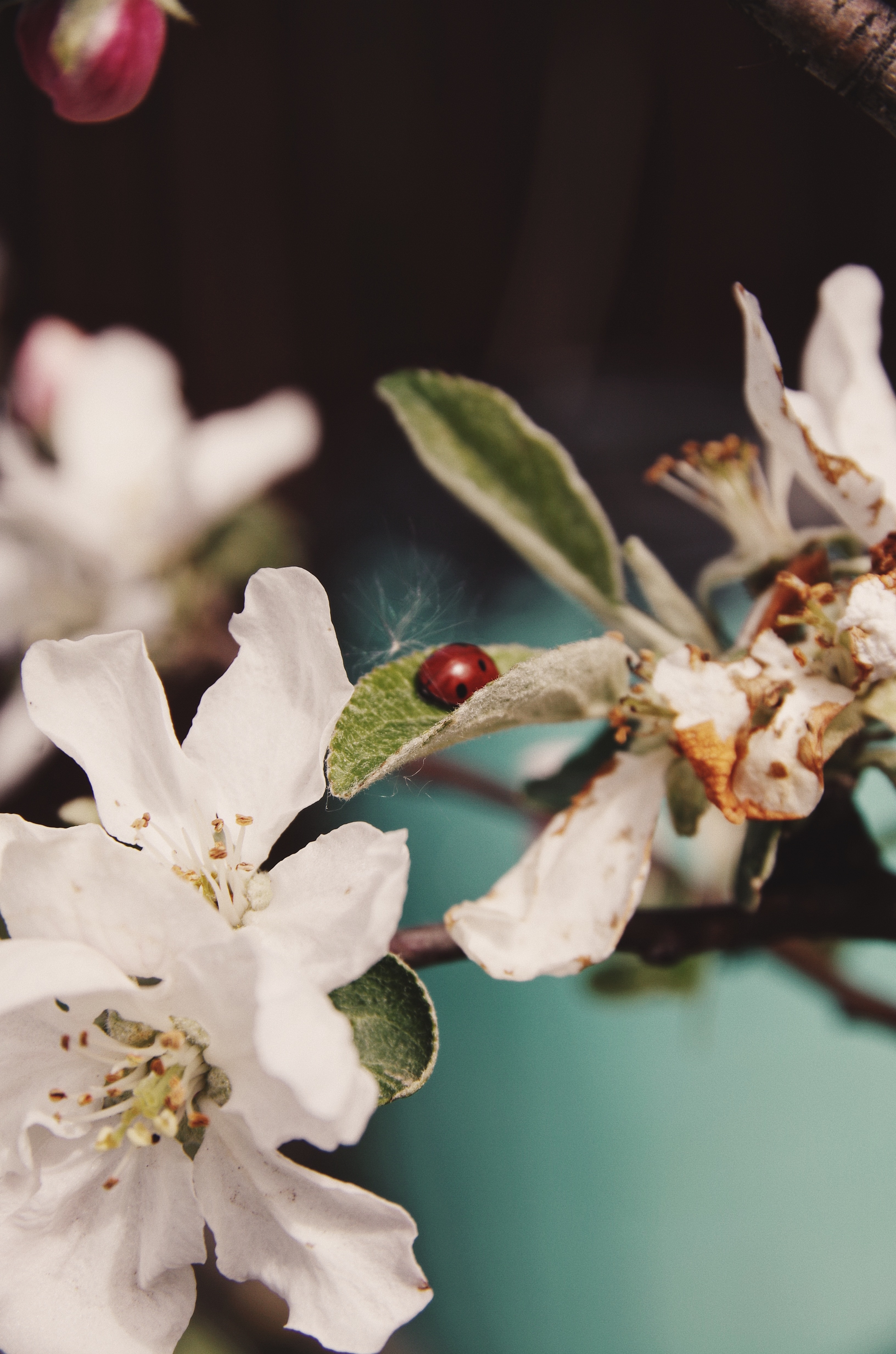 Free download wallpaper Flowers, Leaves, Macro, Branch, Ladybug, Ladybird on your PC desktop