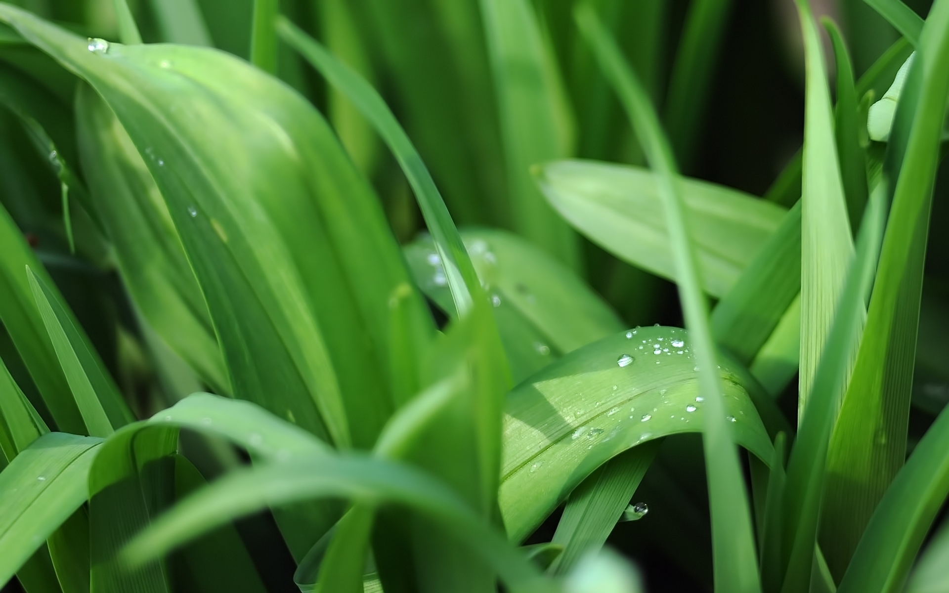 Free download wallpaper Plants, Grass, Drops on your PC desktop