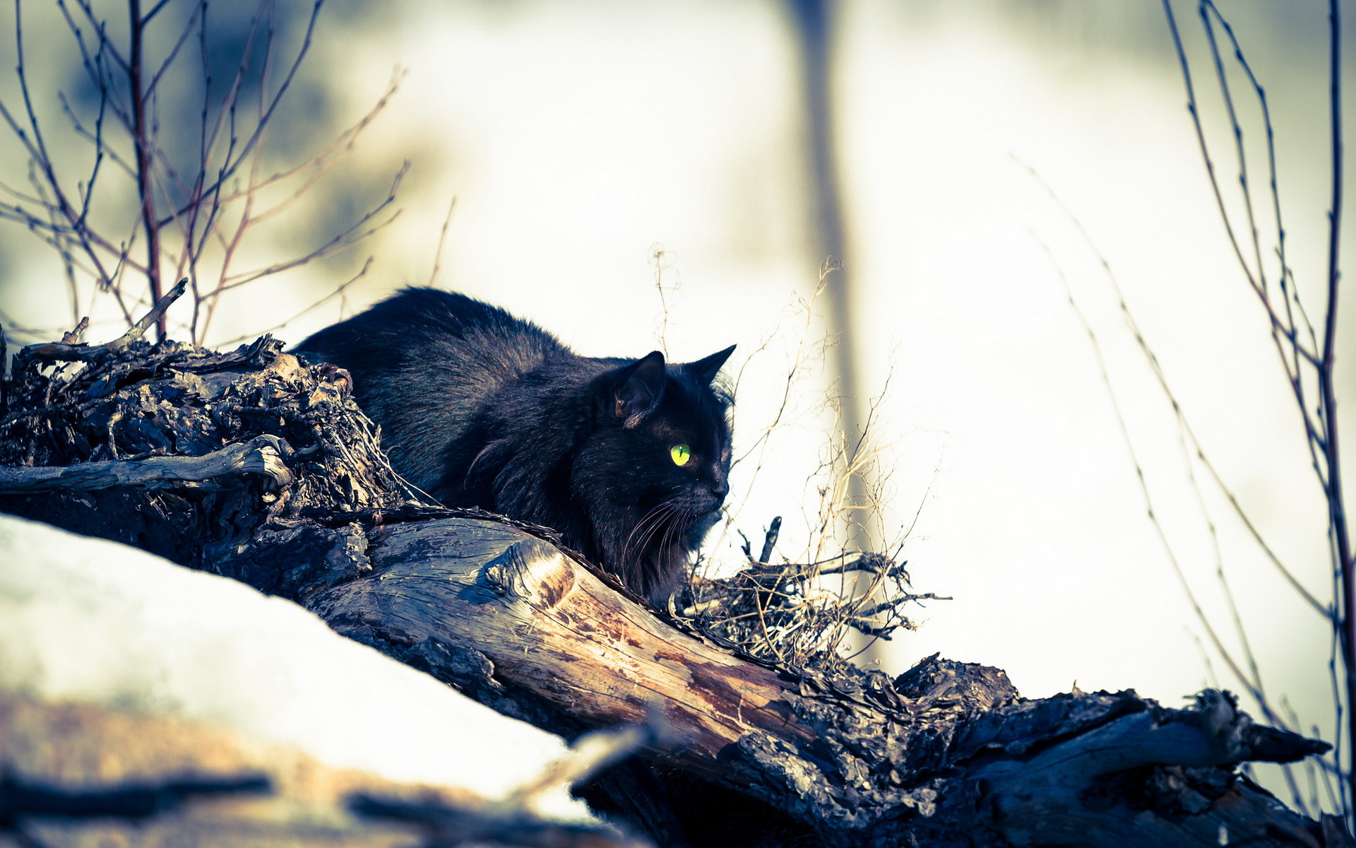 Baixe gratuitamente a imagem Animais, Gatos, Gato na área de trabalho do seu PC