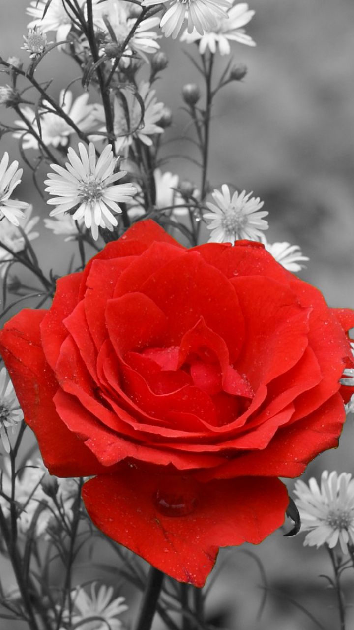 Скачать картинку Природа, Цветок, Роза, Красная Роза, Земля/природа, Выборочный Цвет, Флауэрсы в телефон бесплатно.