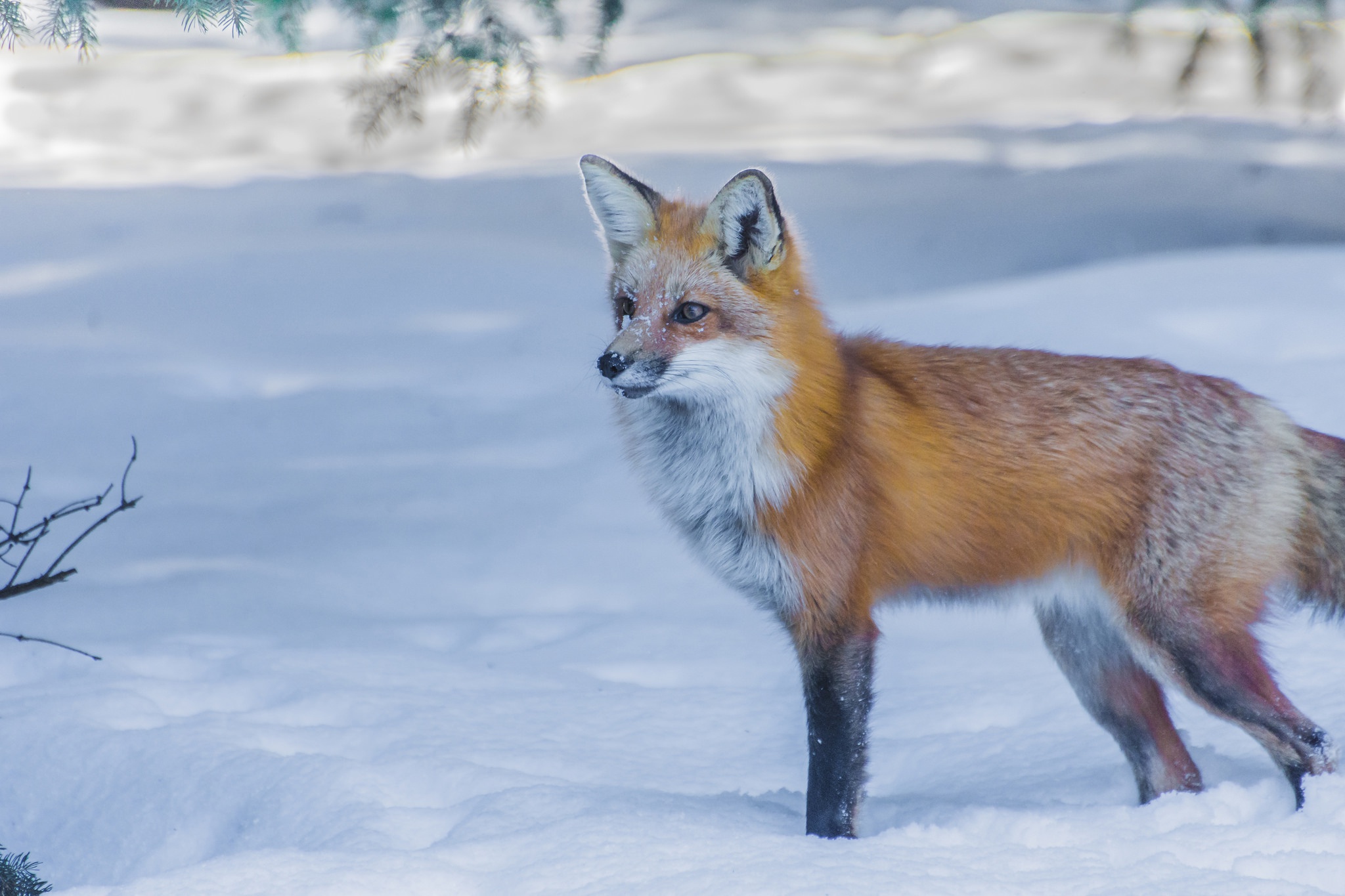 Free download wallpaper Winter, Snow, Fox, Animal on your PC desktop