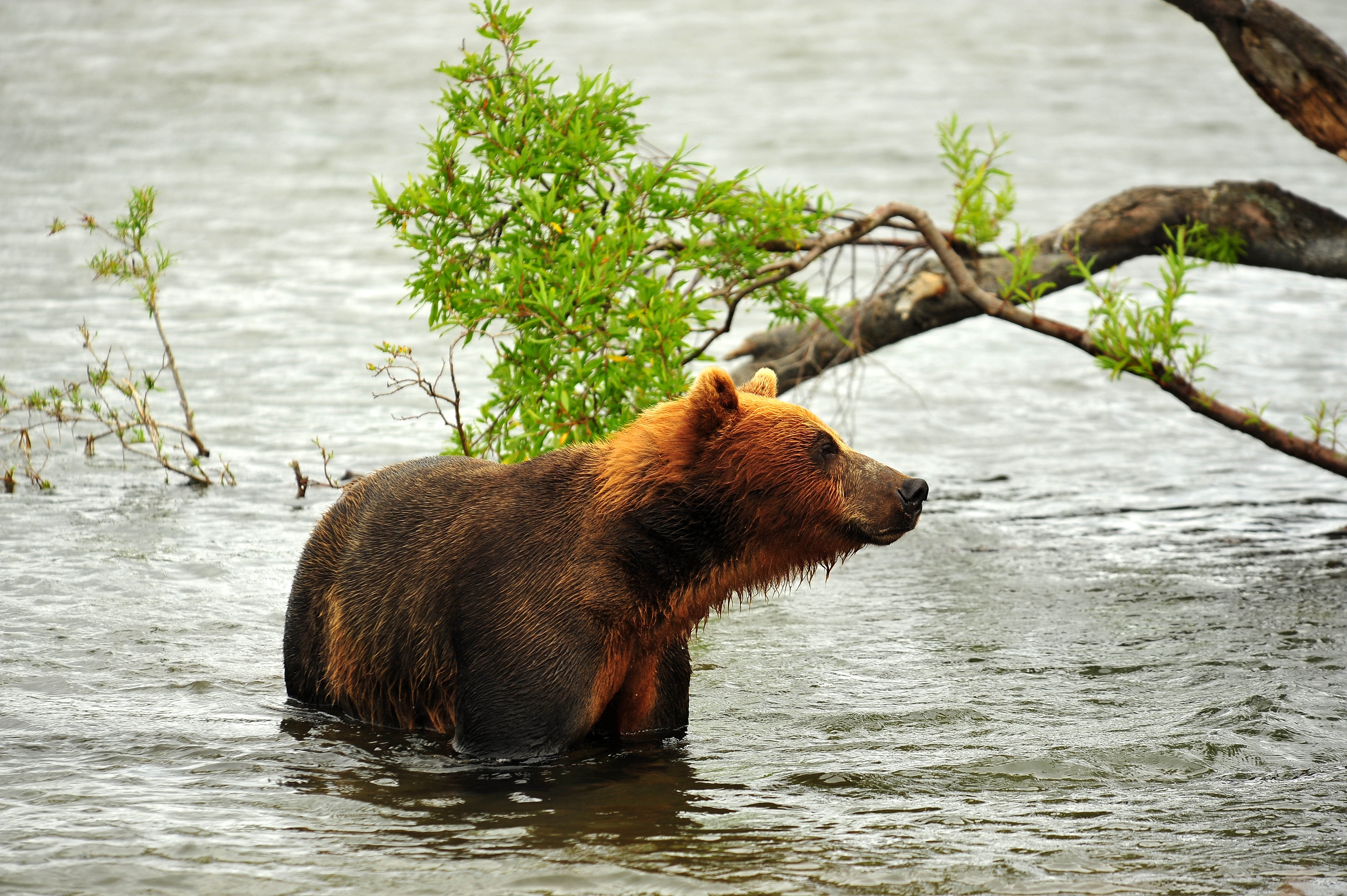 Laden Sie das Tiere, Bär, Raubtier, Jagd, Flüsse, Predator-Bild kostenlos auf Ihren PC-Desktop herunter