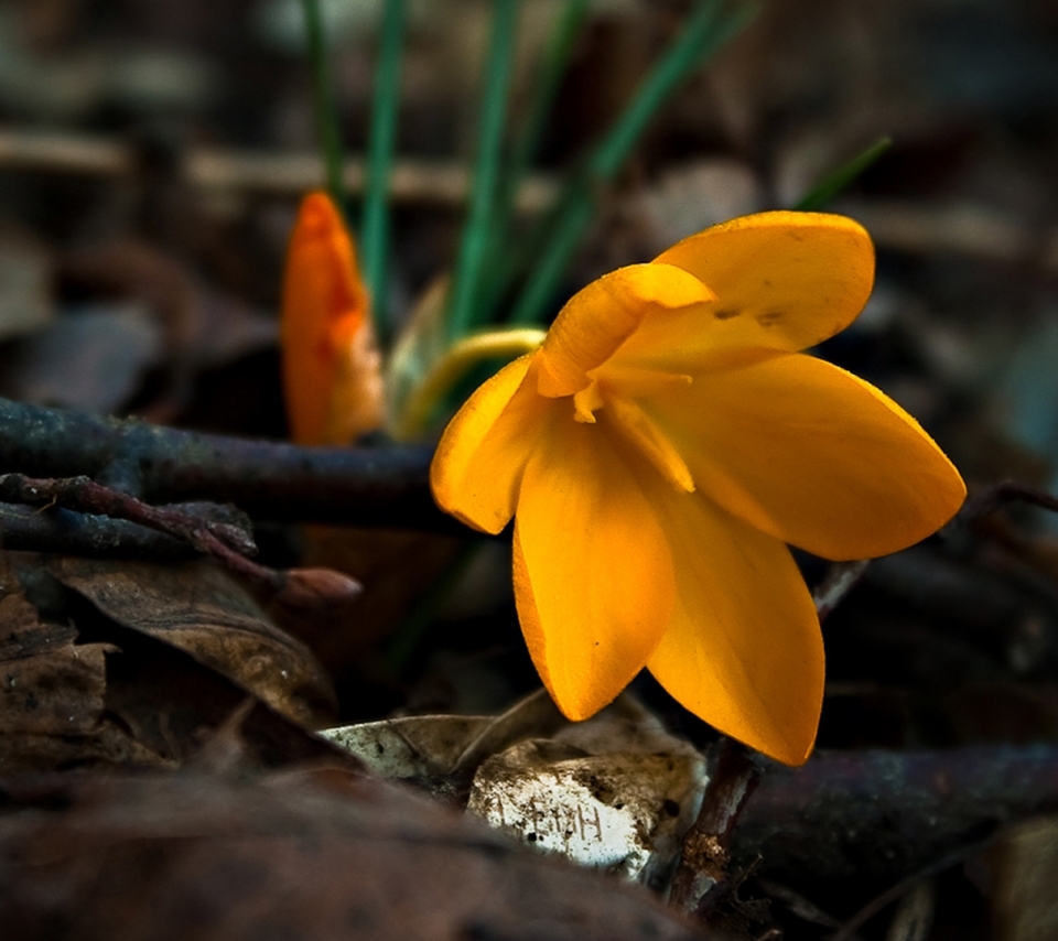 Descarga gratuita de fondo de pantalla para móvil de Flores, Flor, Tierra/naturaleza.