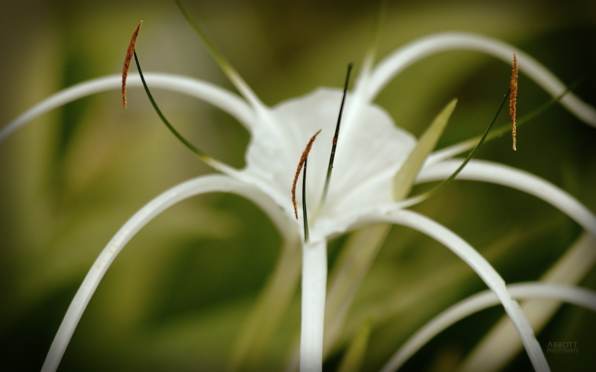 Free download wallpaper Flowers, Flower, Earth on your PC desktop