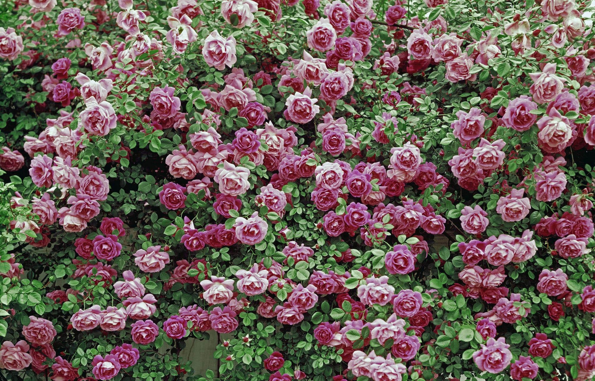 138858 baixar imagens flores, rosas, beleza, arbusto, verdes, verdura - papéis de parede e protetores de tela gratuitamente