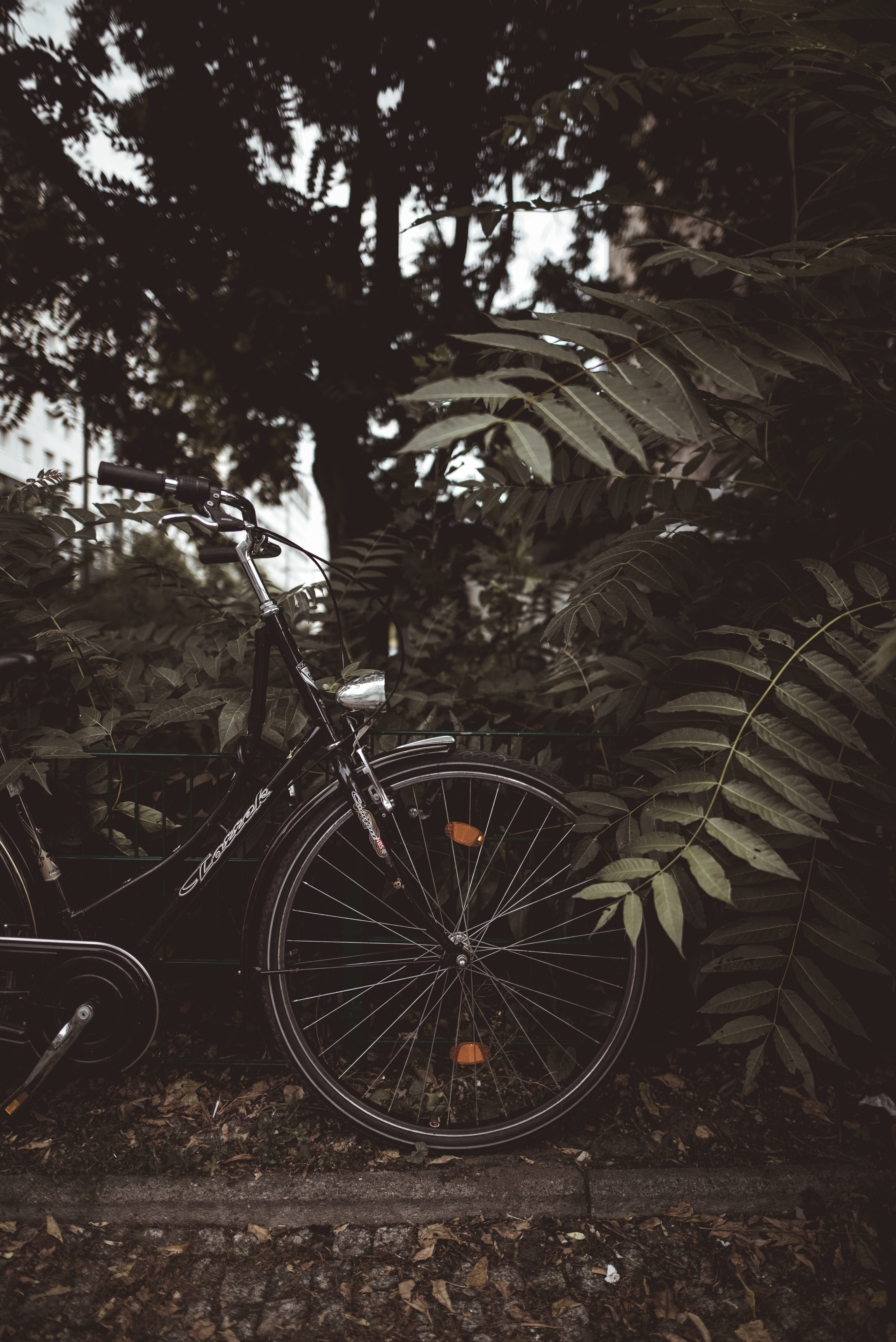 無料モバイル壁紙木, 自転車, 暗い, ブランチ, 枝, 雑, 葉, その他, 闇をダウンロードします。
