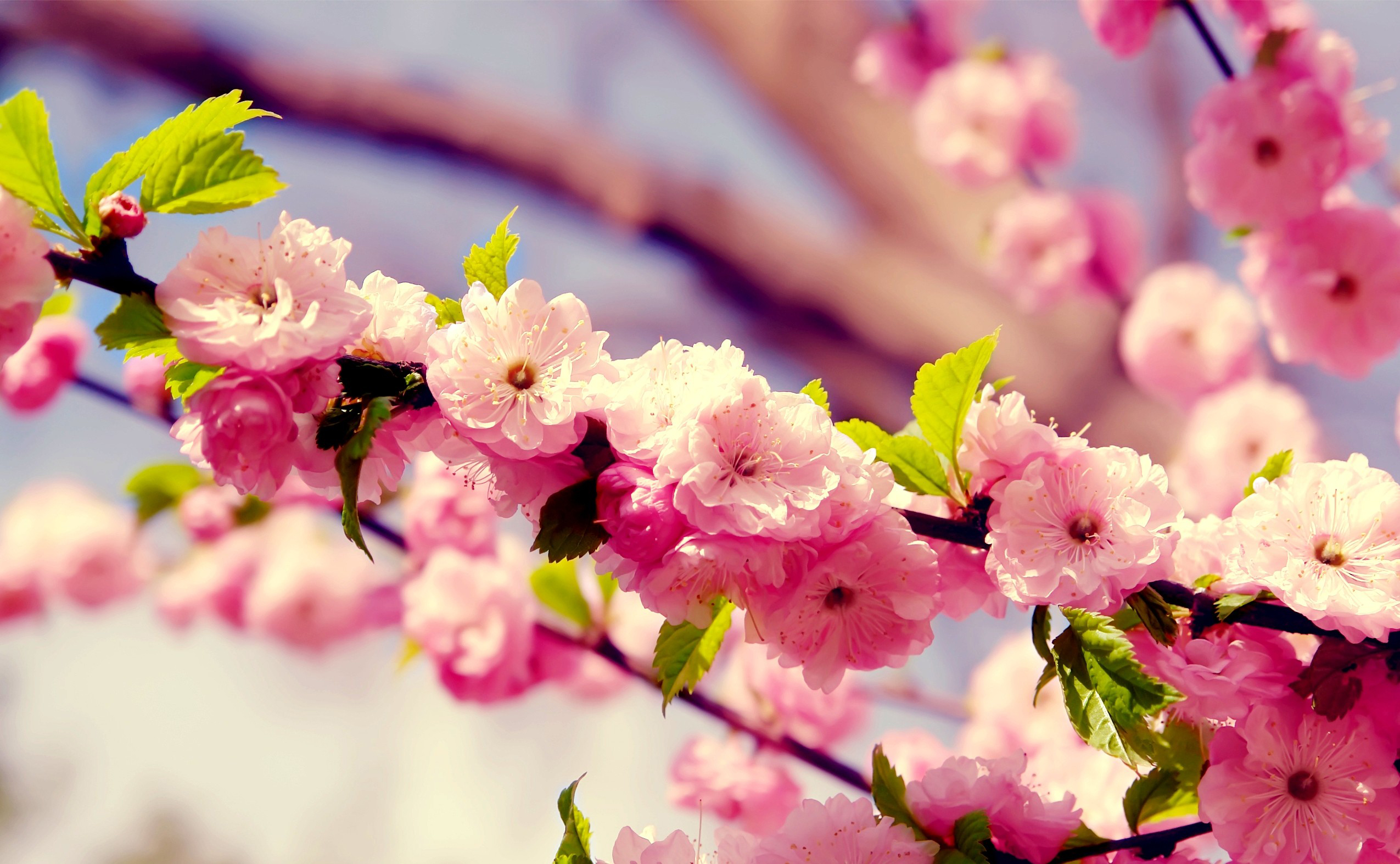 Download mobile wallpaper Cherry, Blossom, Flowers, Flower, Earth for free.