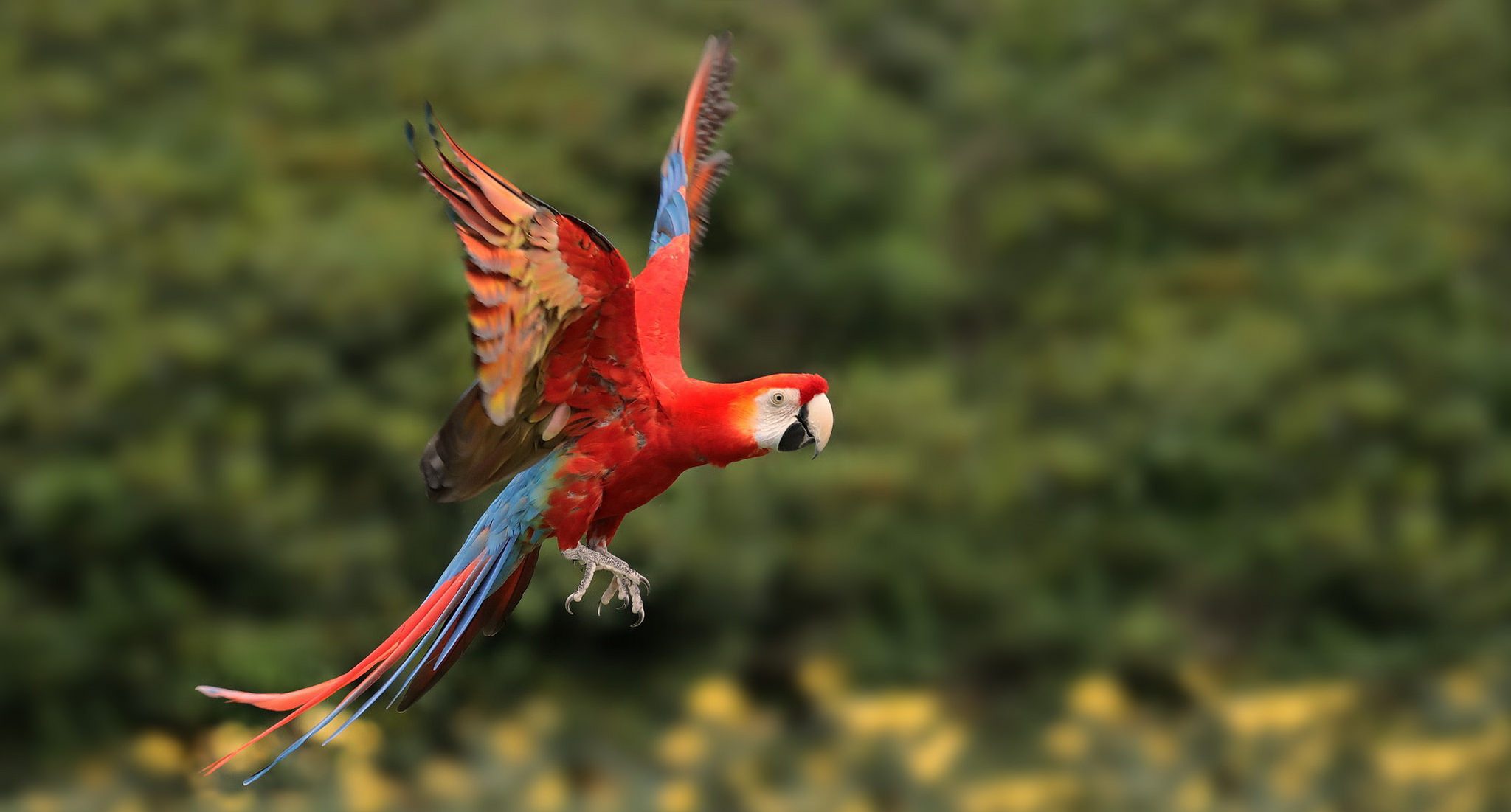 Free download wallpaper Birds, Bird, Animal, Macaw, Parrot, Red And Green Macaw on your PC desktop