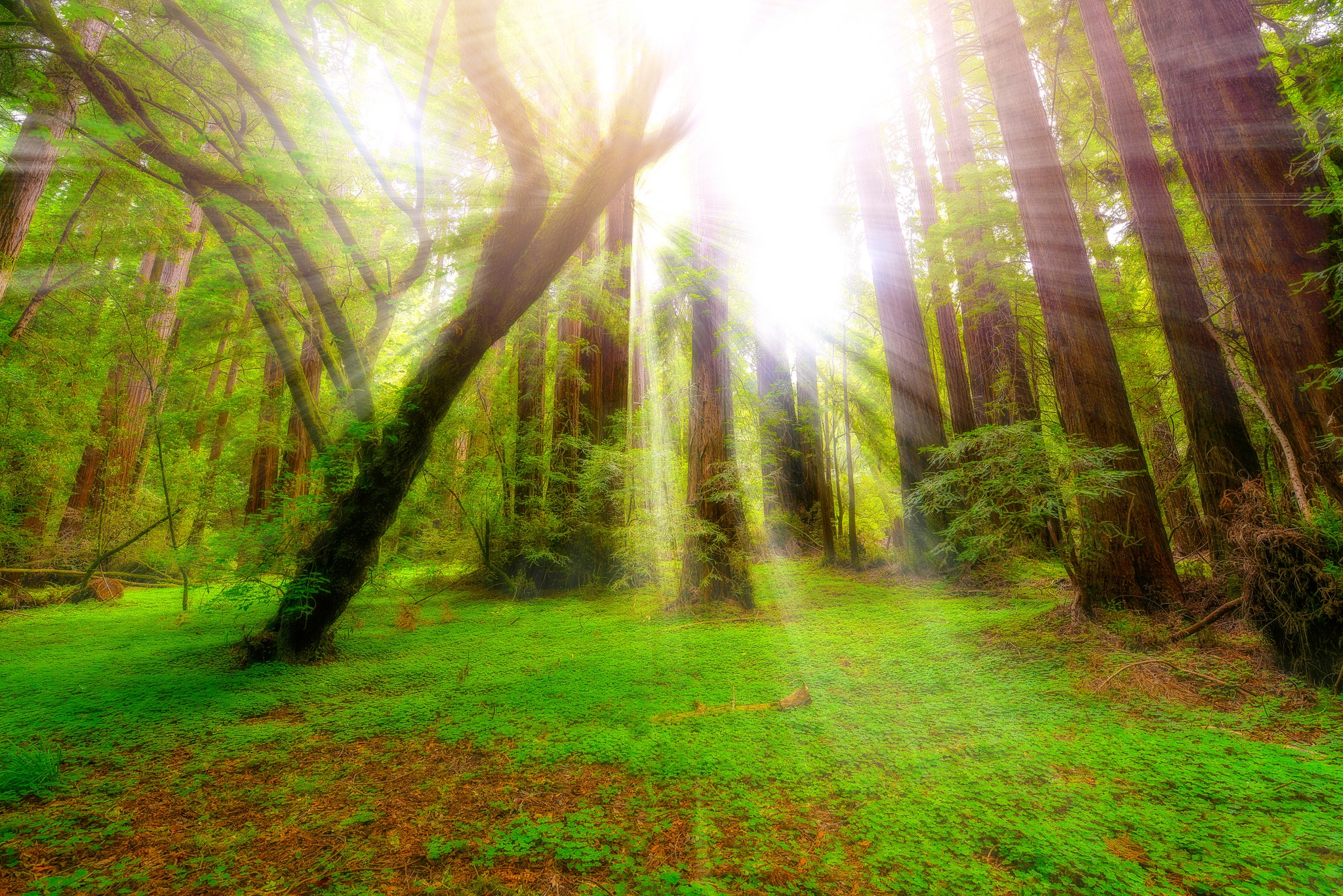 Laden Sie das Natur, Wald, Baum, Sonnenstrahl, Erde/natur-Bild kostenlos auf Ihren PC-Desktop herunter