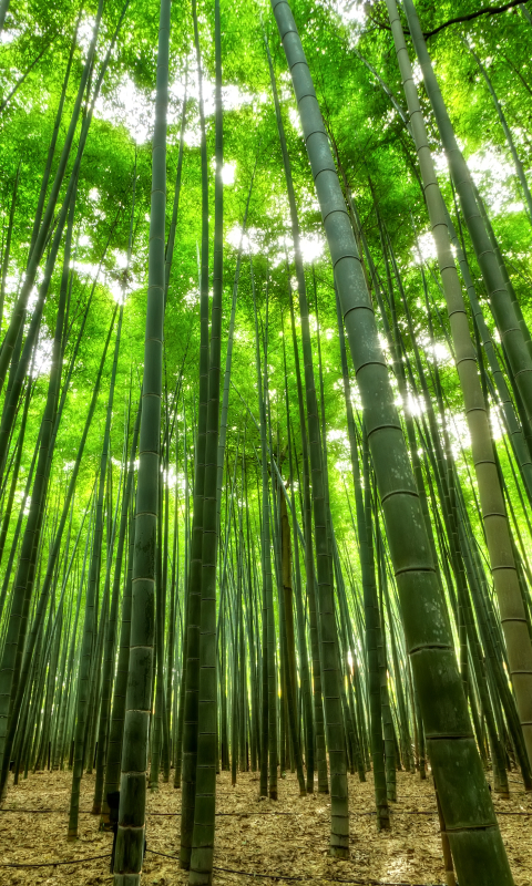 Download mobile wallpaper Earth, Bamboo, Japan for free.