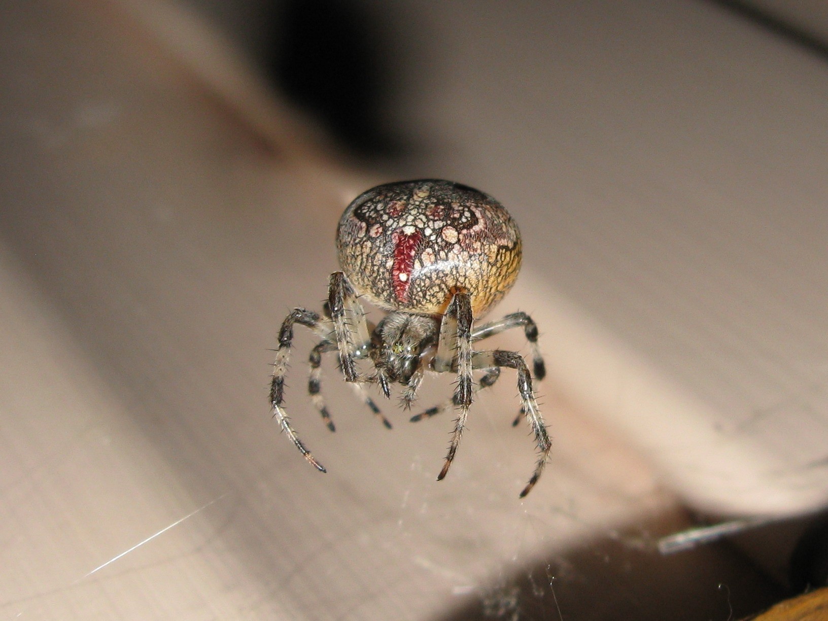 Baixe gratuitamente a imagem Animais, Aranha na área de trabalho do seu PC