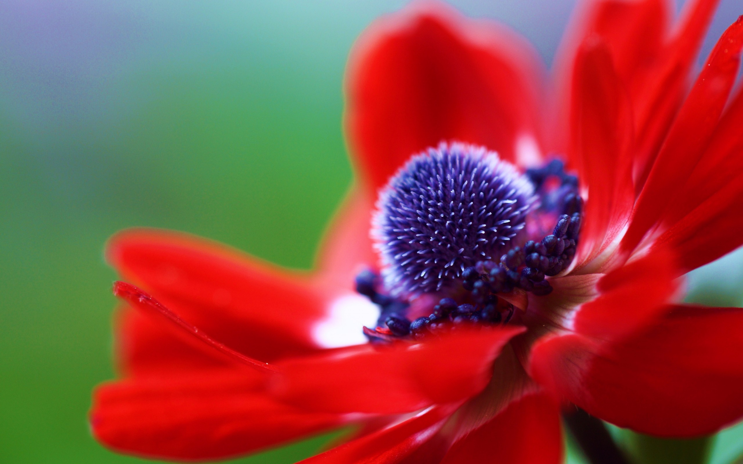 Descarga gratuita de fondo de pantalla para móvil de Flores, Flor, Tierra/naturaleza.