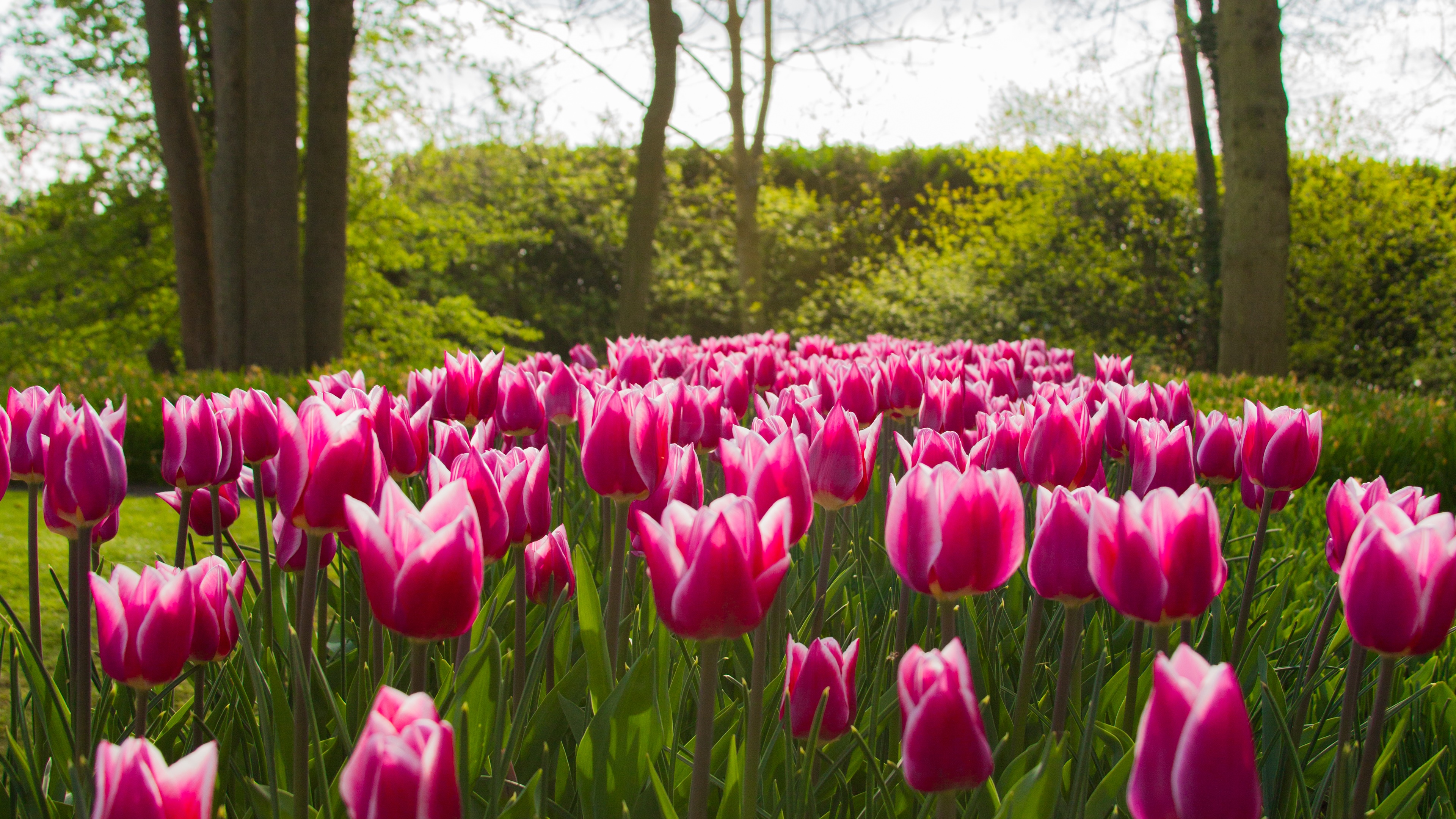 Download mobile wallpaper Flowers, Flower, Earth, Tulip, Pink Flower for free.