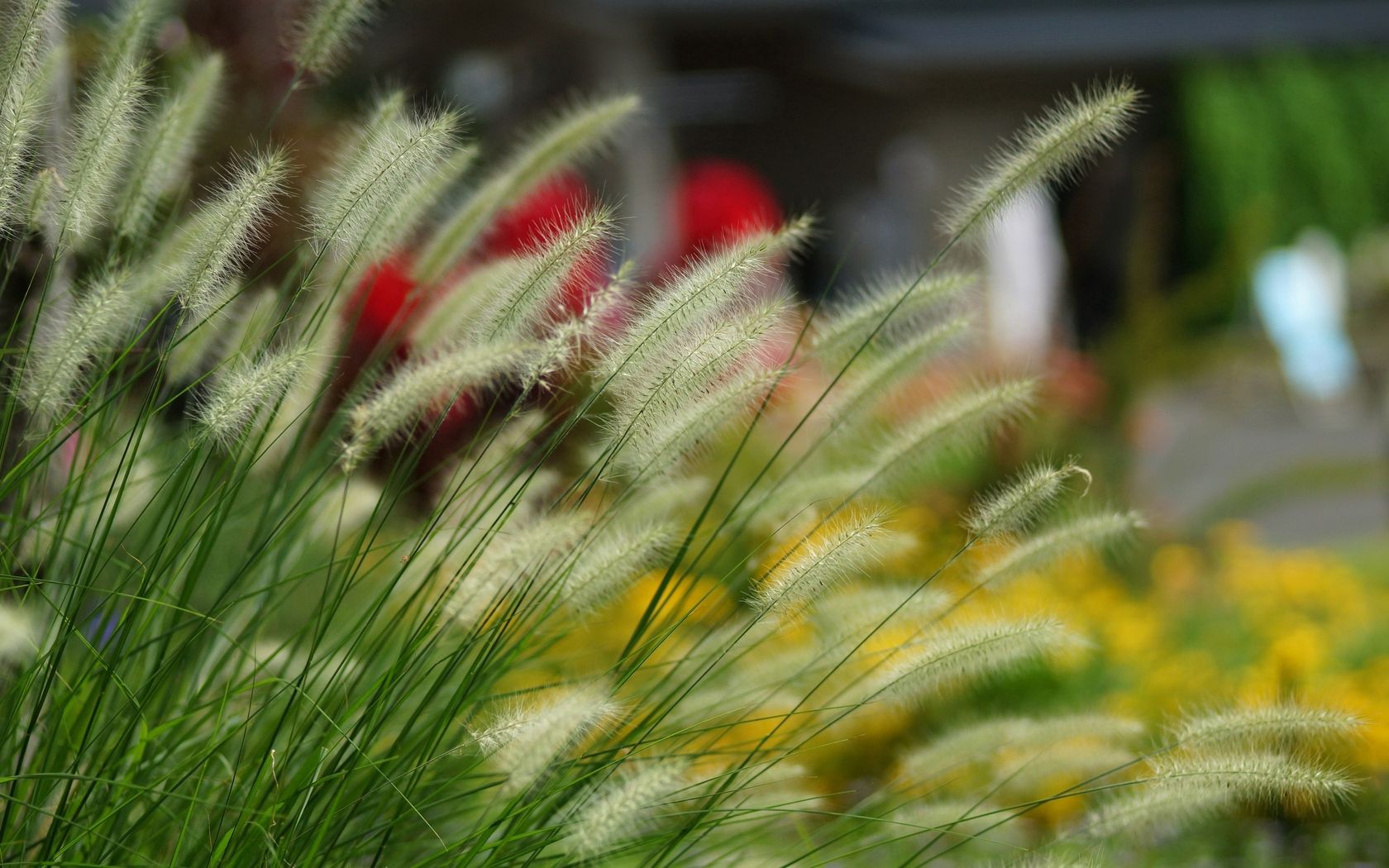 grass, cones, macro, fluffy, blur, smooth, spikelets