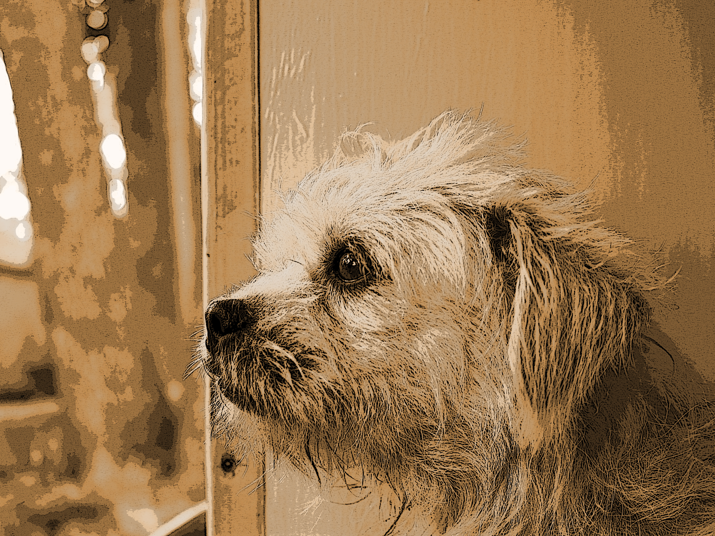 Download mobile wallpaper Shih Tzu, Dogs, Animal for free.
