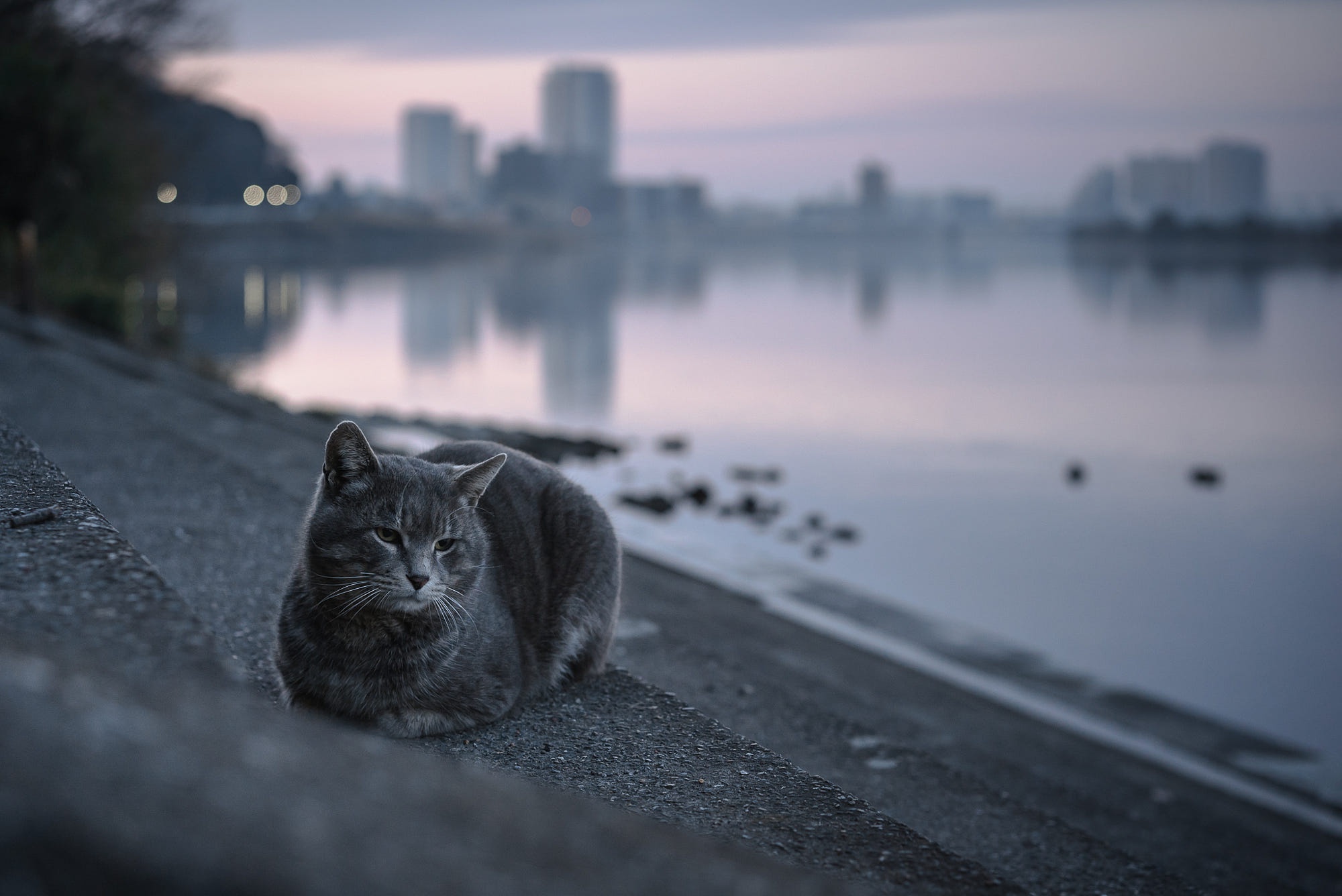 Download mobile wallpaper Cats, Cat, Animal, Depth Of Field for free.