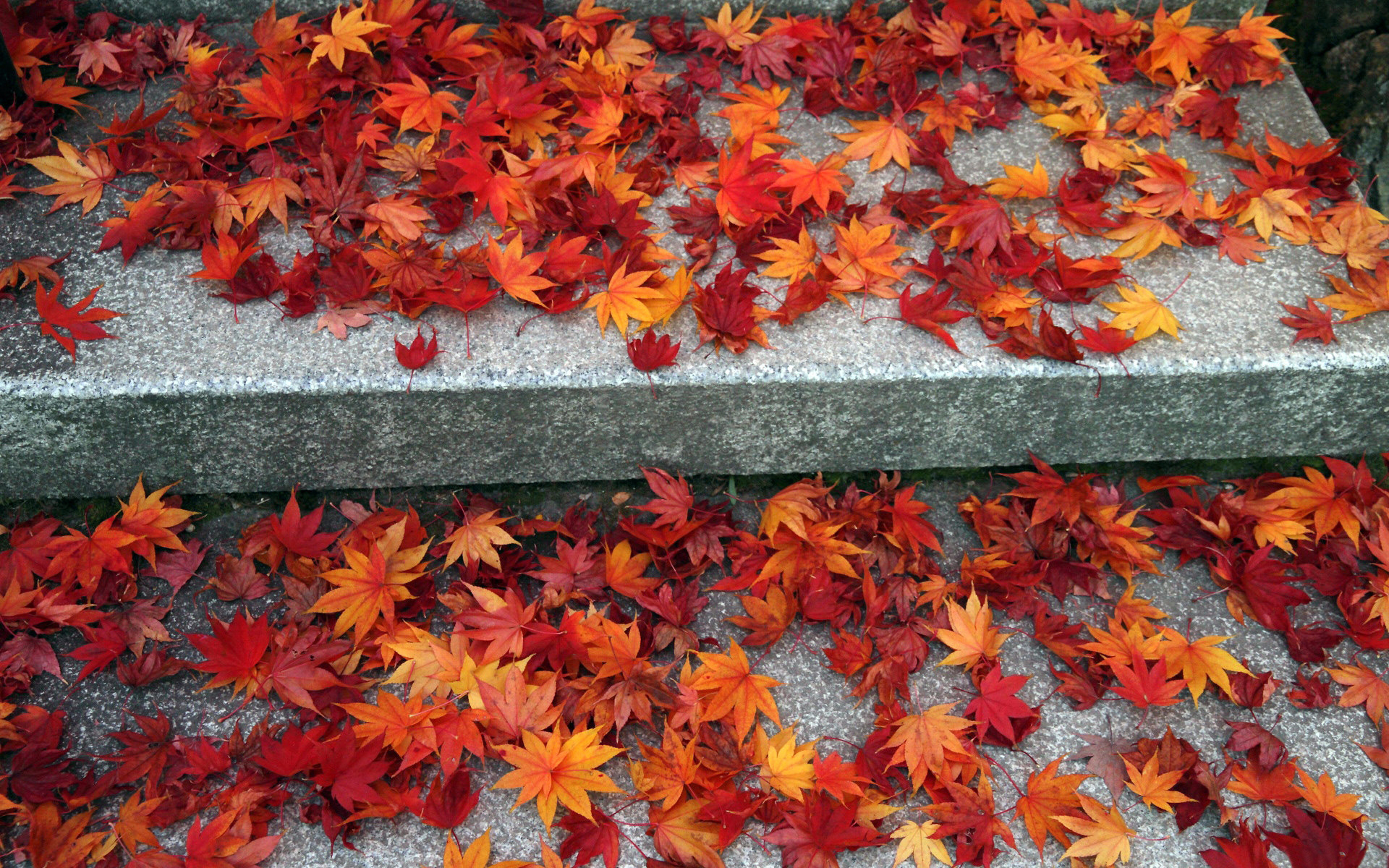 PCデスクトップに植物, 秋, 葉画像を無料でダウンロード