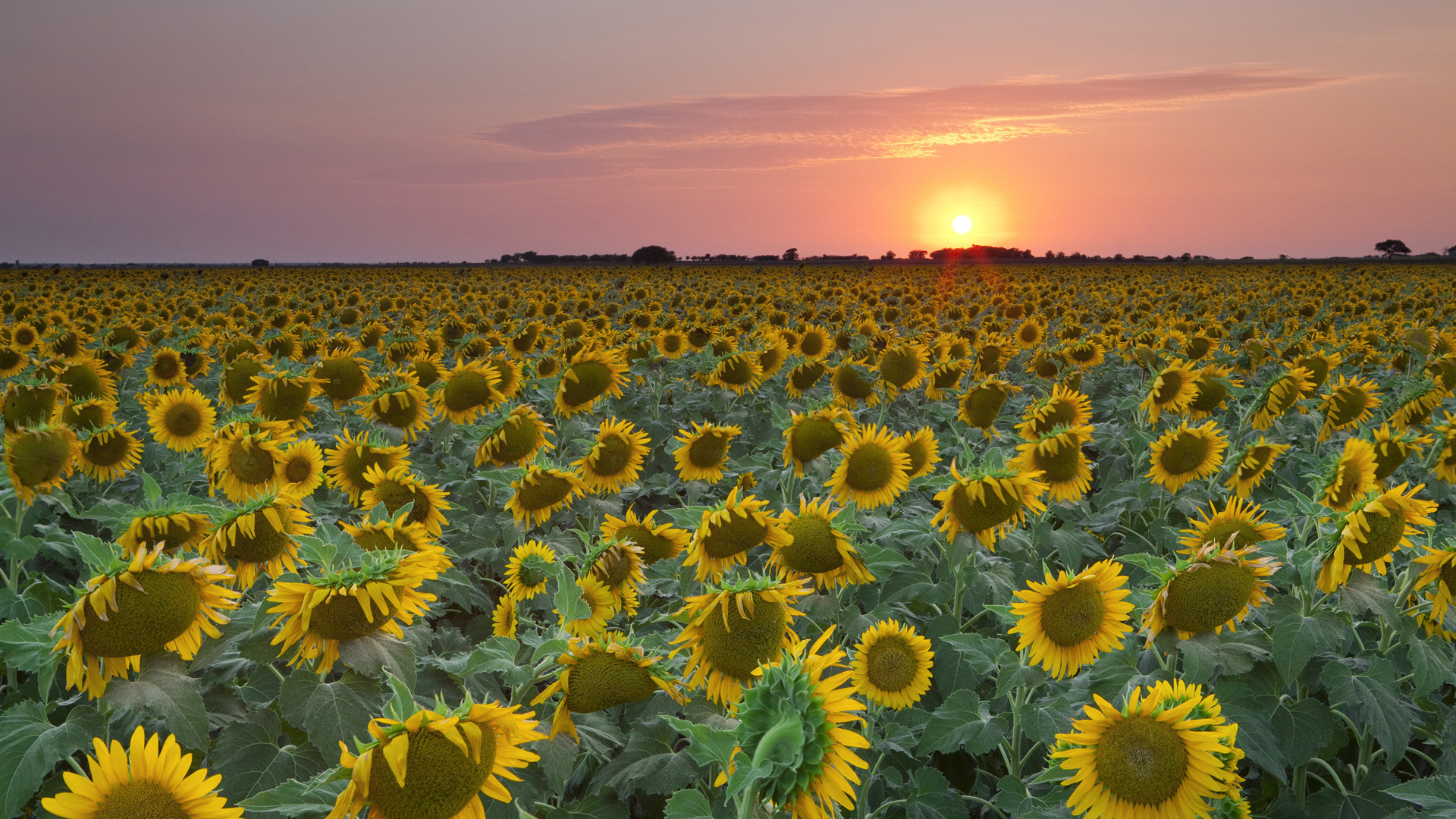 Handy-Wallpaper Blumen, Sonnenblume, Erde/natur kostenlos herunterladen.