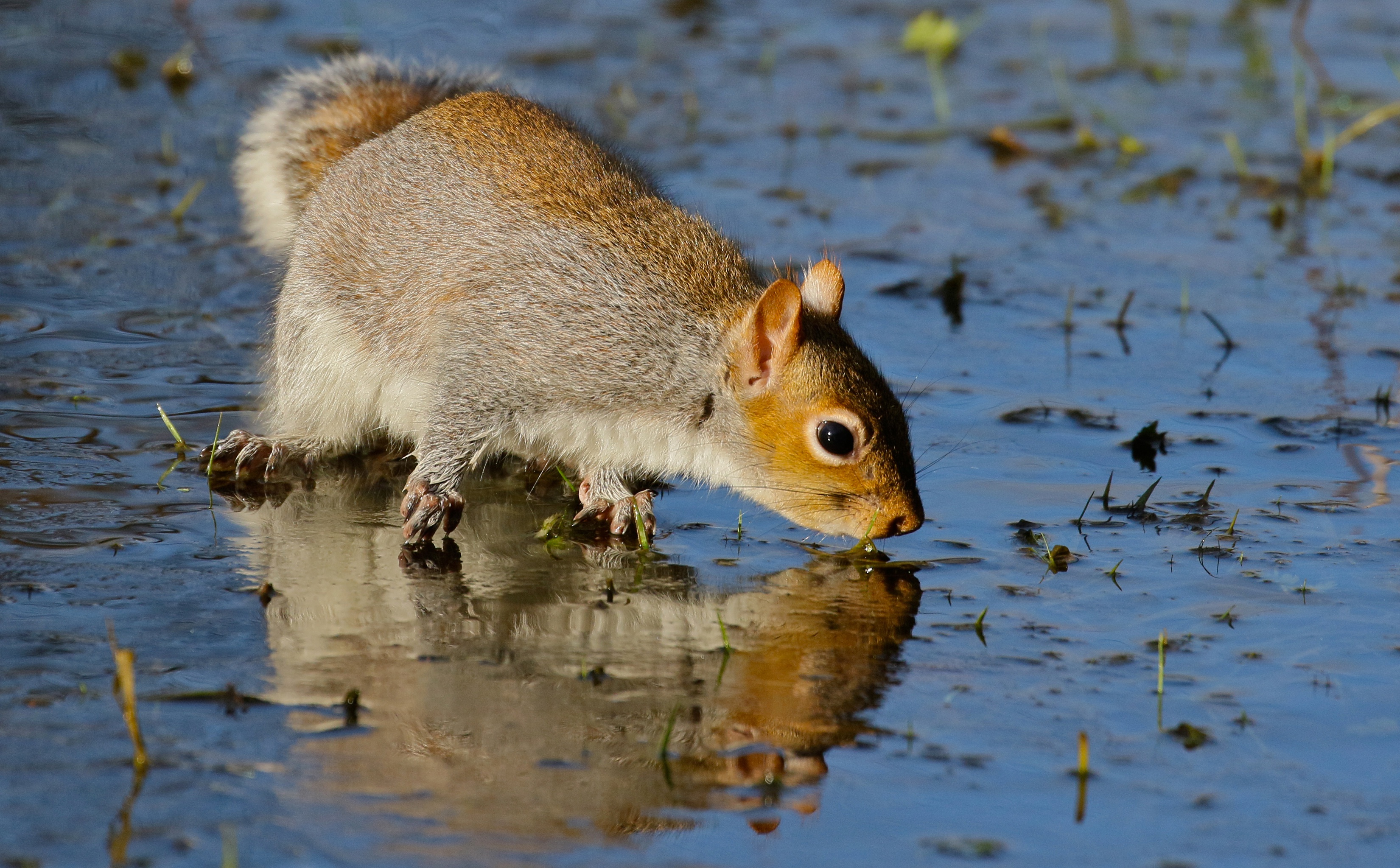Download mobile wallpaper Squirrel, Water, Reflection, Animal, Rodent for free.