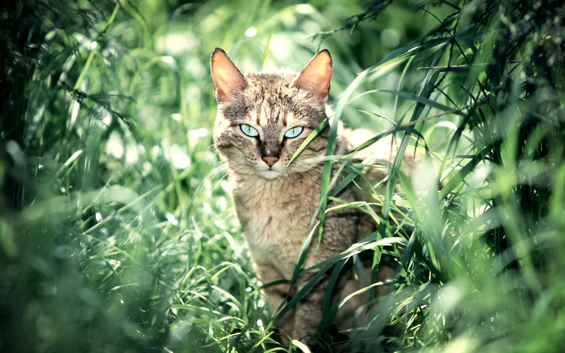 Descarga gratuita de fondo de pantalla para móvil de Animales, Gatos, Gato.