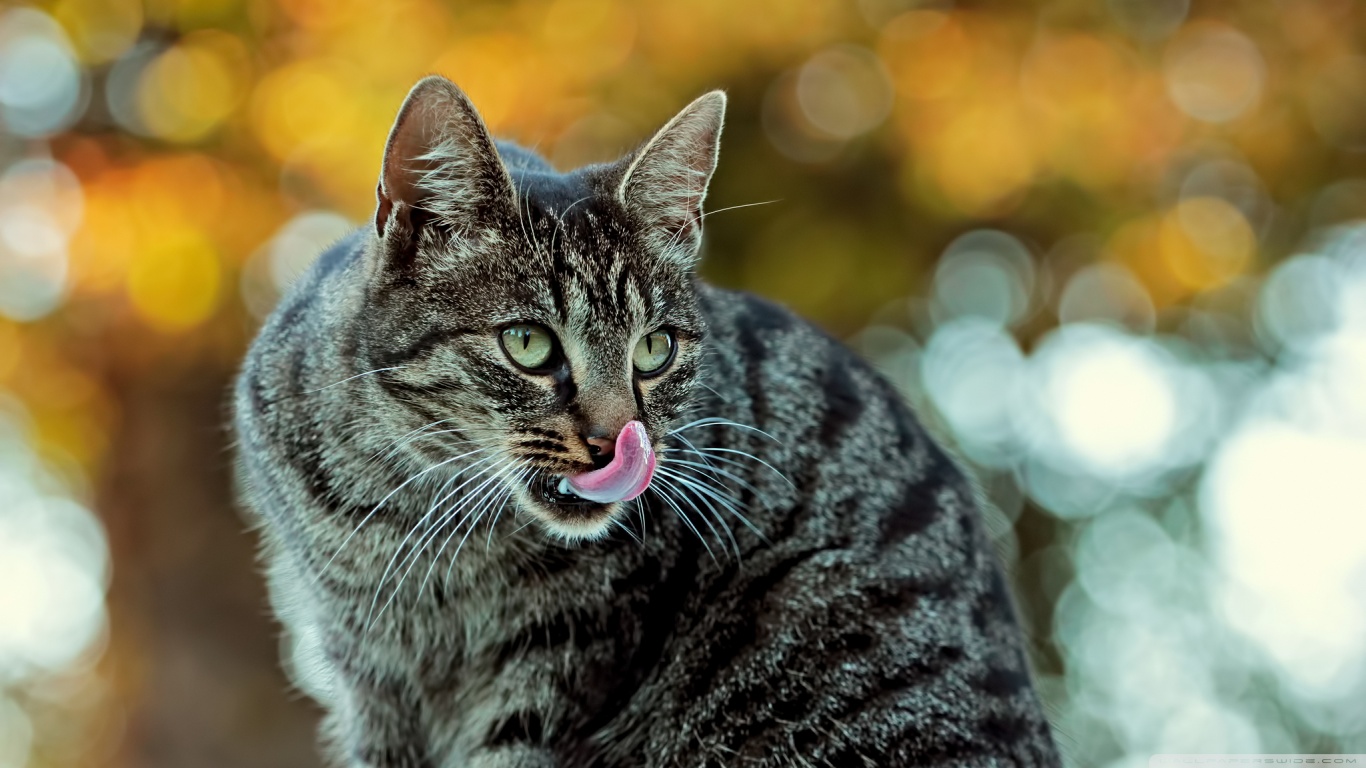 PCデスクトップに動物, ネコ, 猫画像を無料でダウンロード