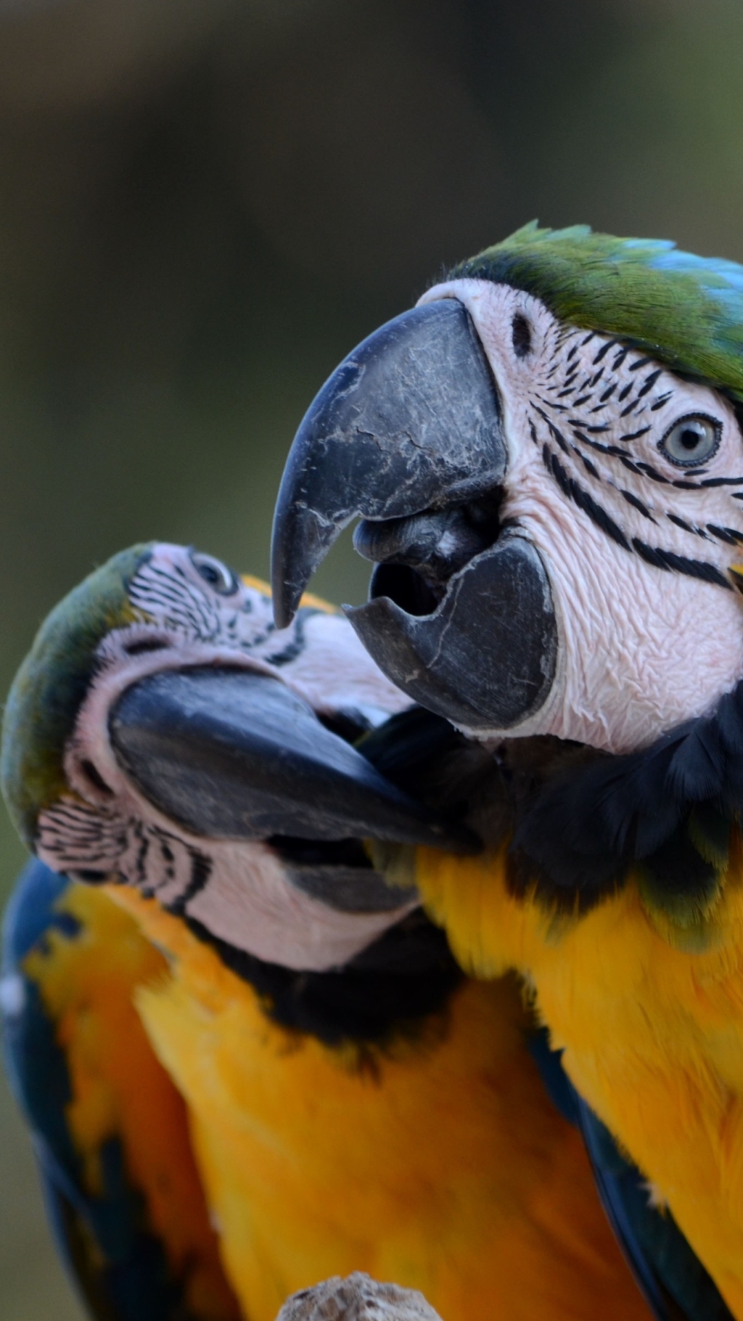 無料モバイル壁紙動物, 鳥, 青と黄色のコンゴウインコをダウンロードします。