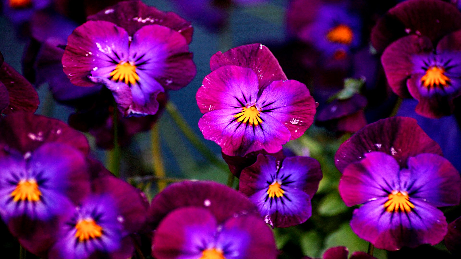Descarga gratuita de fondo de pantalla para móvil de Viola × Wittrockiana, Flores, Tierra/naturaleza.