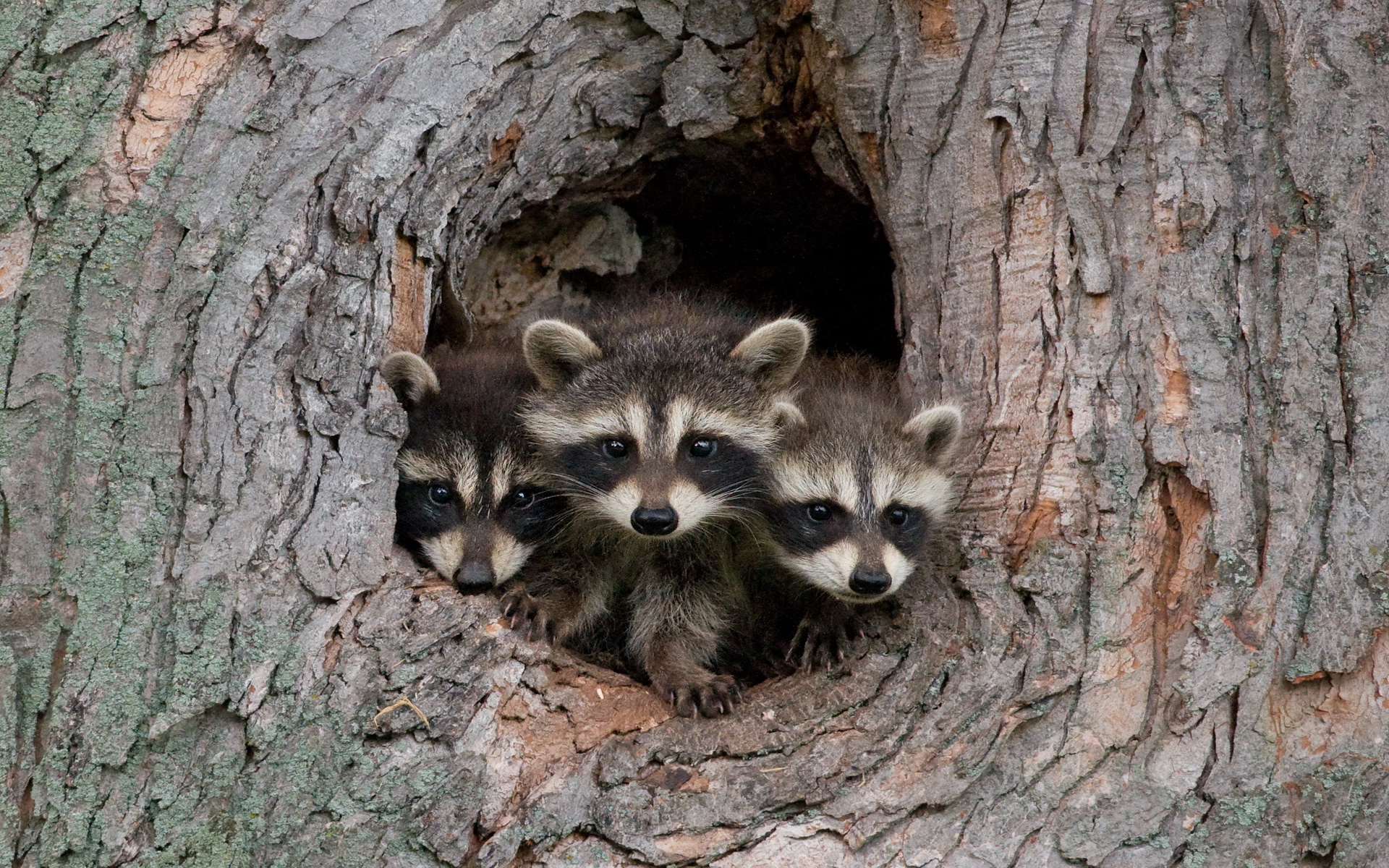 686277 Papéis de parede e Guaxinim imagens na área de trabalho. Baixe os protetores de tela  no PC gratuitamente