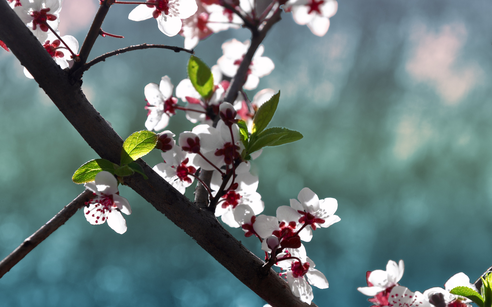 Free download wallpaper Flowers, Earth, Blossom on your PC desktop