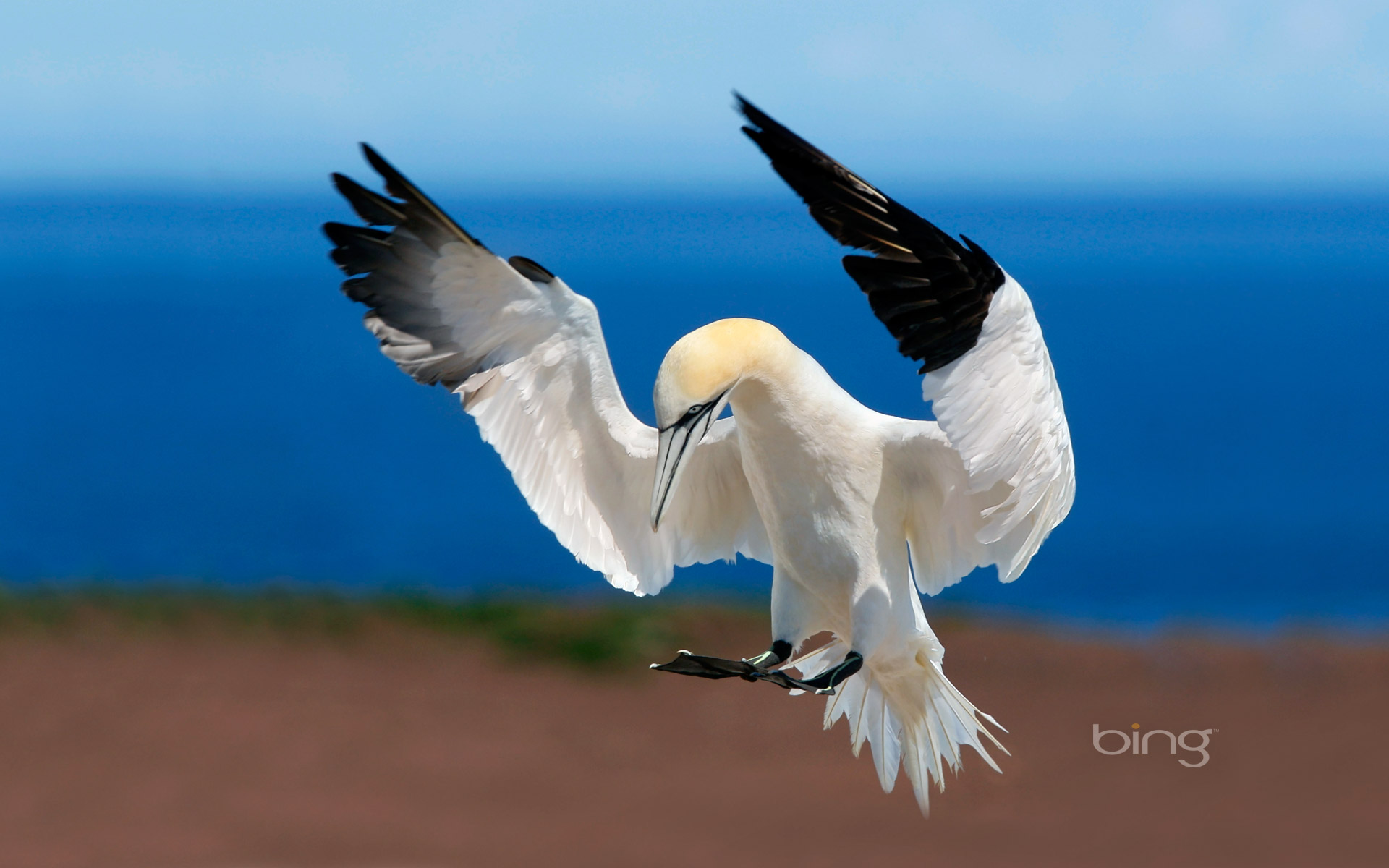 animal, northern gannet, bird, flight, gannet, birds